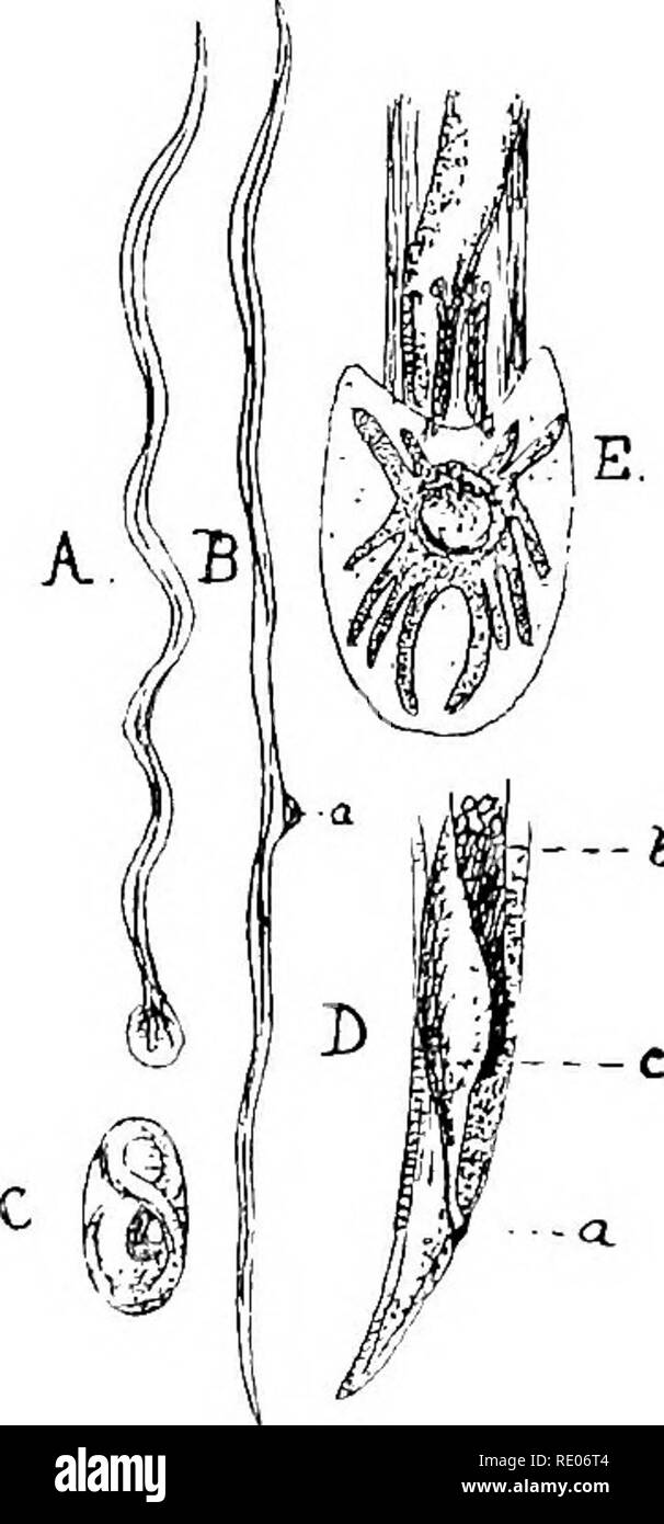. A text-book of agricultural zoology. Zoology, Agricultural; Zoology, Economic. STEONGYLID^ OK PALISADE-WOKMS. 61 Gtroups of Nematodes.—The groups or families of Nematodes of importance to the agriculturist are— (i) The Strongylidm or Palisade-worms, (ii) The Trichotrachelidm or Whip-worms, (iii) The Ascaridce or Round-worms, (iv) Filaridce or Thread-worms ; and (v) The AnguillulidcB or Eelworms The first four groups live as parasites upon animals, the last group lives upon plants. STRONGYLIDiE OK PaLISADE-WORMS. These worms produce many complaints in animals, are elongated and spindle-shaped Stock Photo