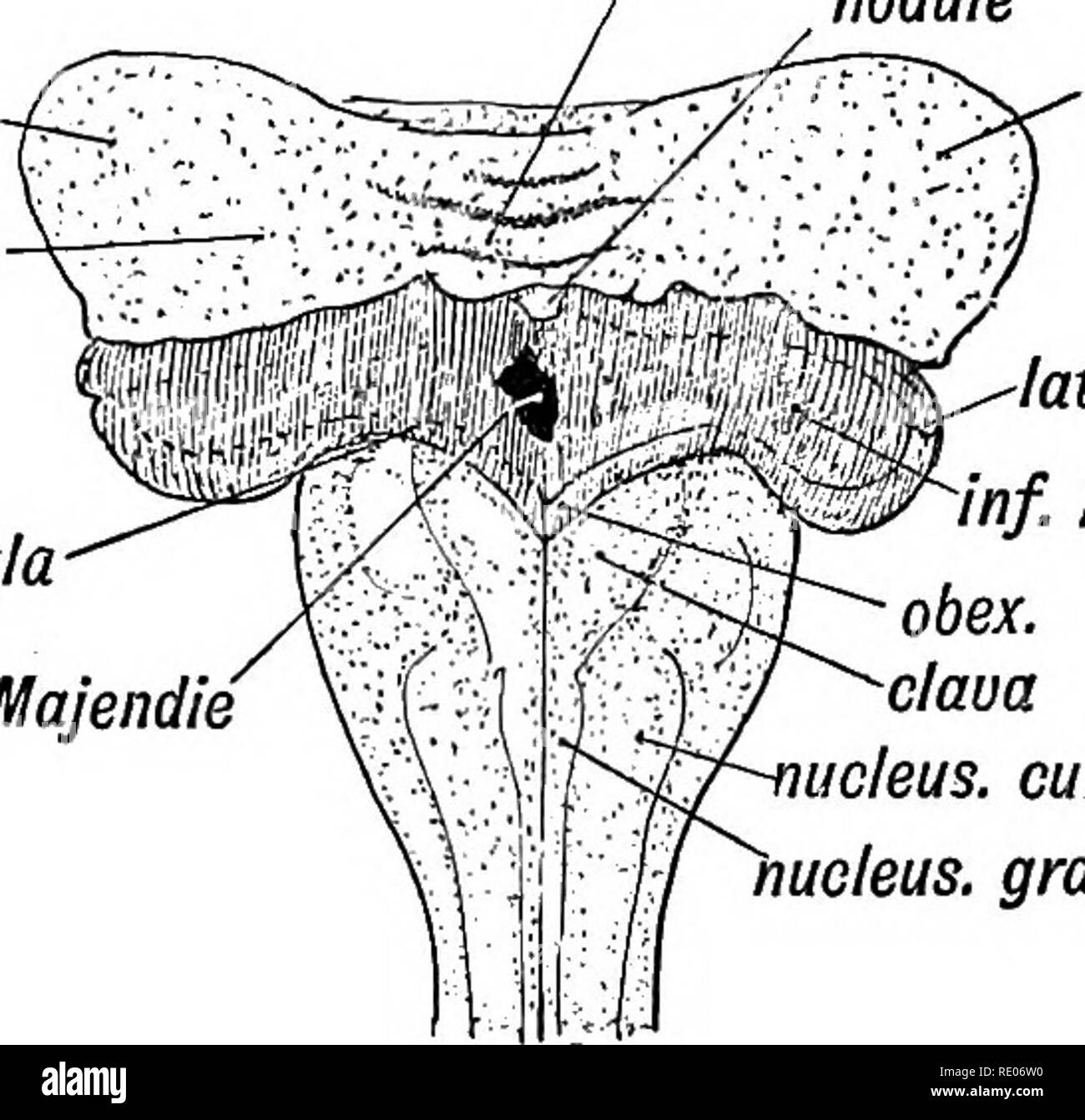 . Human embryology and morphology. Embryology, Human; Morphology. 200