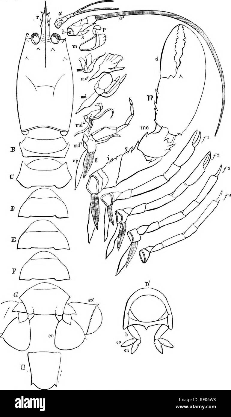 Anatomy Of A Lobster - Anatomy Drawing Diagram