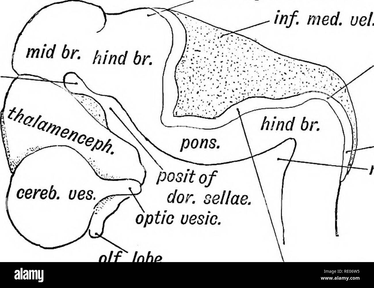 Spinal plates Black and White Stock Photos & Images Alamy