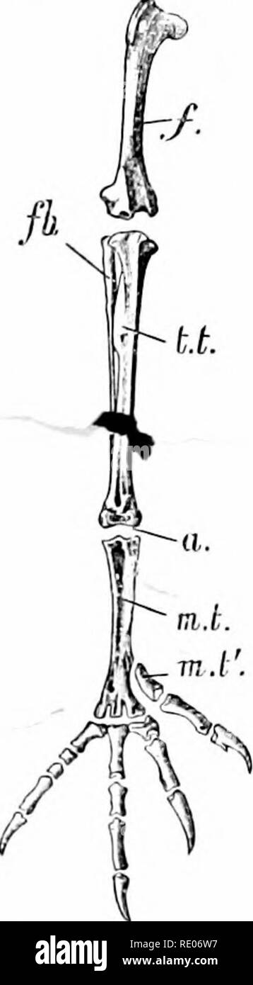 . Outlines of zoology. Zoology. 6o6 BIJiDS. an inconi[)lote fibula ...
