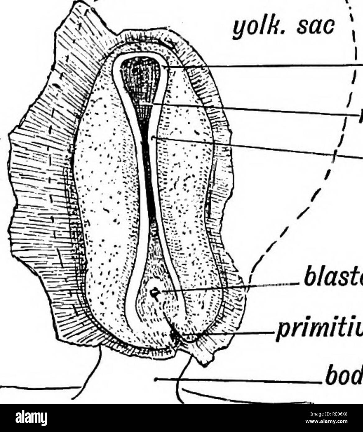 . Human embryology and morphology. Embryology, Human; Morphology