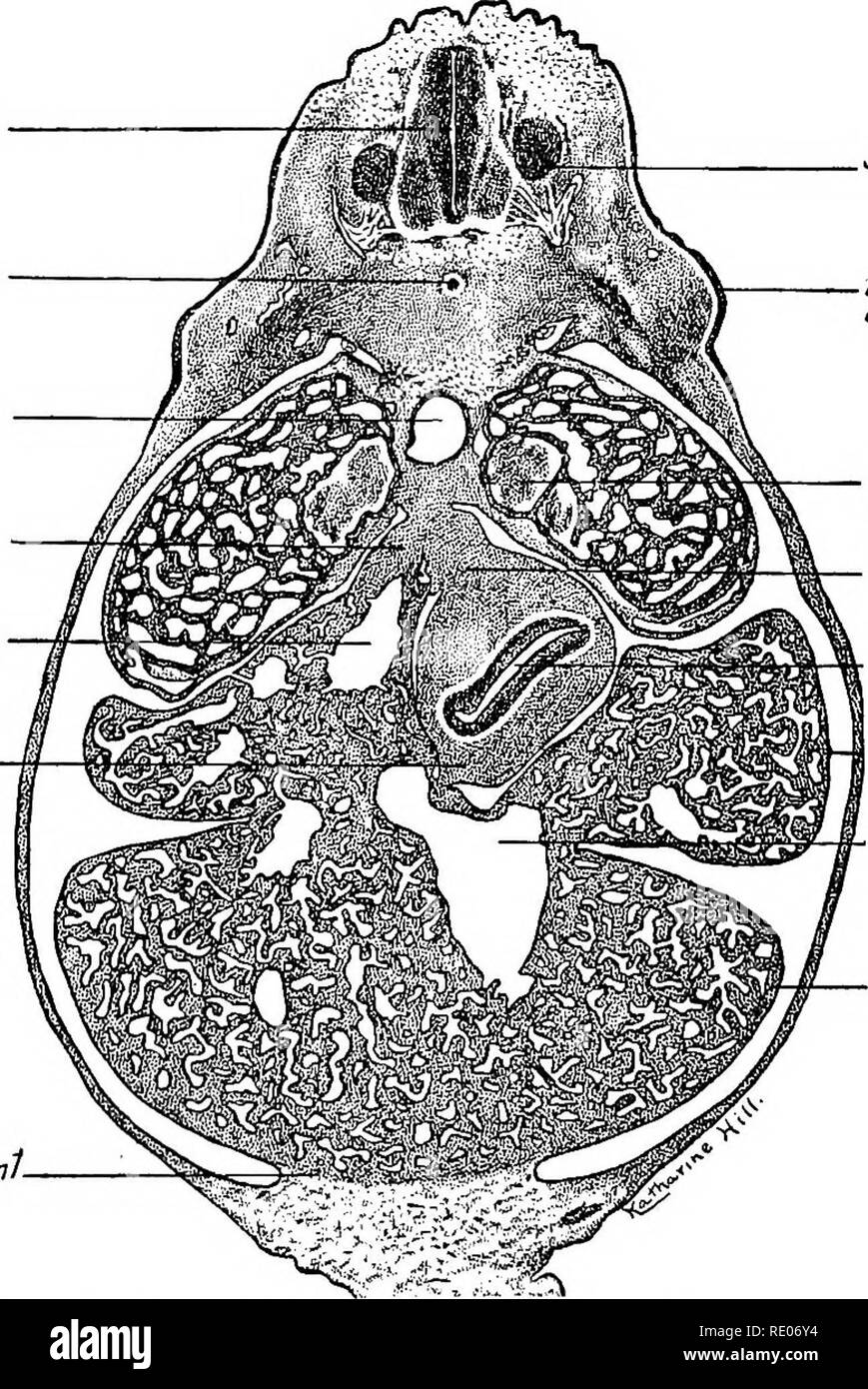 . A laboratory manual and text-book of embryology. Embryology. Sympathetic gang. Postcard, vein Mesonephri'c tubule Peritoneal cavity D.lobe of Liver Â« ,-,- ,-mj*jJâ.Sinusoids of ^^ liver Ductus venosus/ Fig. 132.âDorsal half of a transverse section through the lung buds cranial to the stomach in a 10 mm. pig embryo. X 22.5. Post. card, vein, posterior cardinal vein. Spinal cord Notochord Dorsal aorta Plica venae cawae Inf. vena cava Lesser amentum. Spinal gang. Base of, , upper limb Glomerulus of mesonephros Greater omentum Stomach 0. lobe of liver Ductus venosus V.lobe of Liver Ventral att Stock Photo