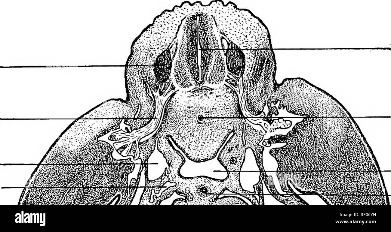 . A laboratory manual and text-book of embryology. Embryology. TRANSVERSE SECTIONS OF A TEN MM. PIG EMBRYO 139 cords or trabecules surrounded by blood spaces or sinusoids. The trabecular are composed of muscle cells, which later become striated and constitute the myocardium. They are surrounded by an endothelial layer, the endocardium. From the blood circulating in the sinusoids the mammalian heart receives all its nourishment until, later, the coronary vessels of the heart wall are developed. The heart is surrounded by a layer of mesothelium, the epicardium, which is continuous with the peric Stock Photo