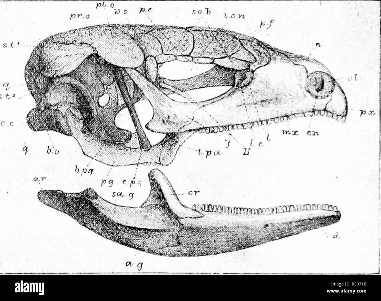 Reptile Ribs . Outlines of zoology. Zoology. 572 REPTILES. The ribs are numerous ...