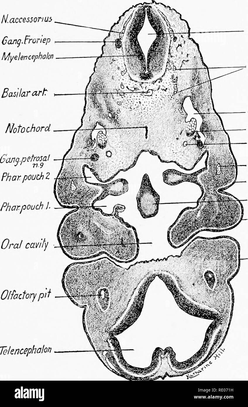 Pig Embryo High Resolution Stock Photography and Images Alamy