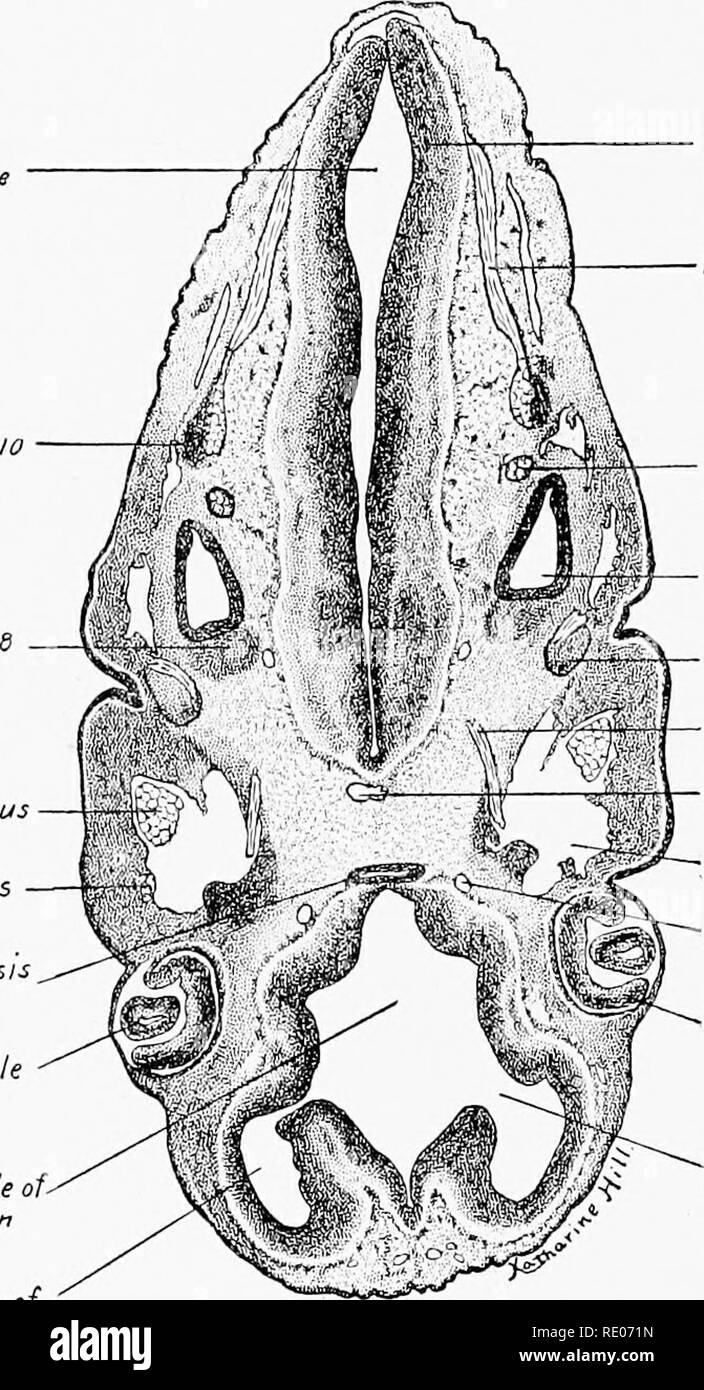 . A laboratory manual and text-book of embryology. Embryology. 134 THE STUDY OF SIX AND TEN MILLIMETER PIG EMBRYOS lateralis into the internal jugular veins. Transverse sections may be seen of the maxillary and mandibular branches of the n. trigeminus; the n. ahducens is sectioned longitudinally. Ven- tral to the otocyst are seen the geniculate and acustic ganglia of the nn. facialis and acusticus. The wall of the otocyst forms a sharply defined epithelial layer. More cephalad in the series the endolymphatic duct lies median to the otocyst and connects with it. Dorsal to the oto- cyst the n. g Stock Photo