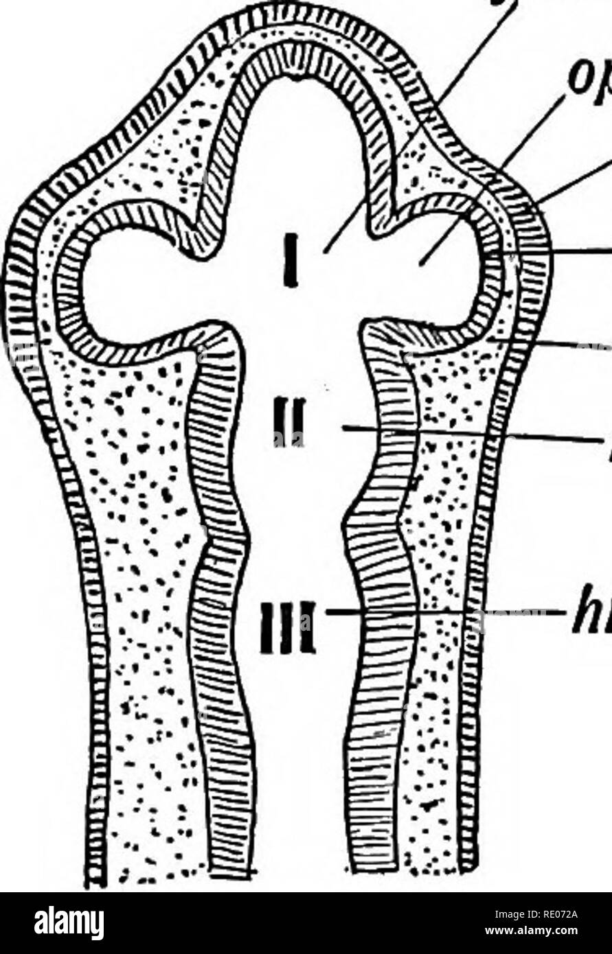 . Human embryology and morphology. Embryology, Human; Morphology. CHAPTEE XIV. DEVELOPMENT OF THE STRUCTURES CONCERNED IN THE SENSE OF SIGHT. The structures concerned in the sense of sight are: (1) The Eyeball and the Optic Nerve. (2) The Eyelids and Lachrymal Apparatus. (3) The Orbit, the Muscles, Nerves, and Vessels contained it. (4) The Nerve Centres and Tracts. The Eyeball.—The condition of the eye in the third week of etal life is shown diagrammatically in Fig. 141. The three fprebrain optic uesicle epiblast neuroblast mesobfast mid-brain hind-brain Fig. 141.—Diagram of the Elements which Stock Photo