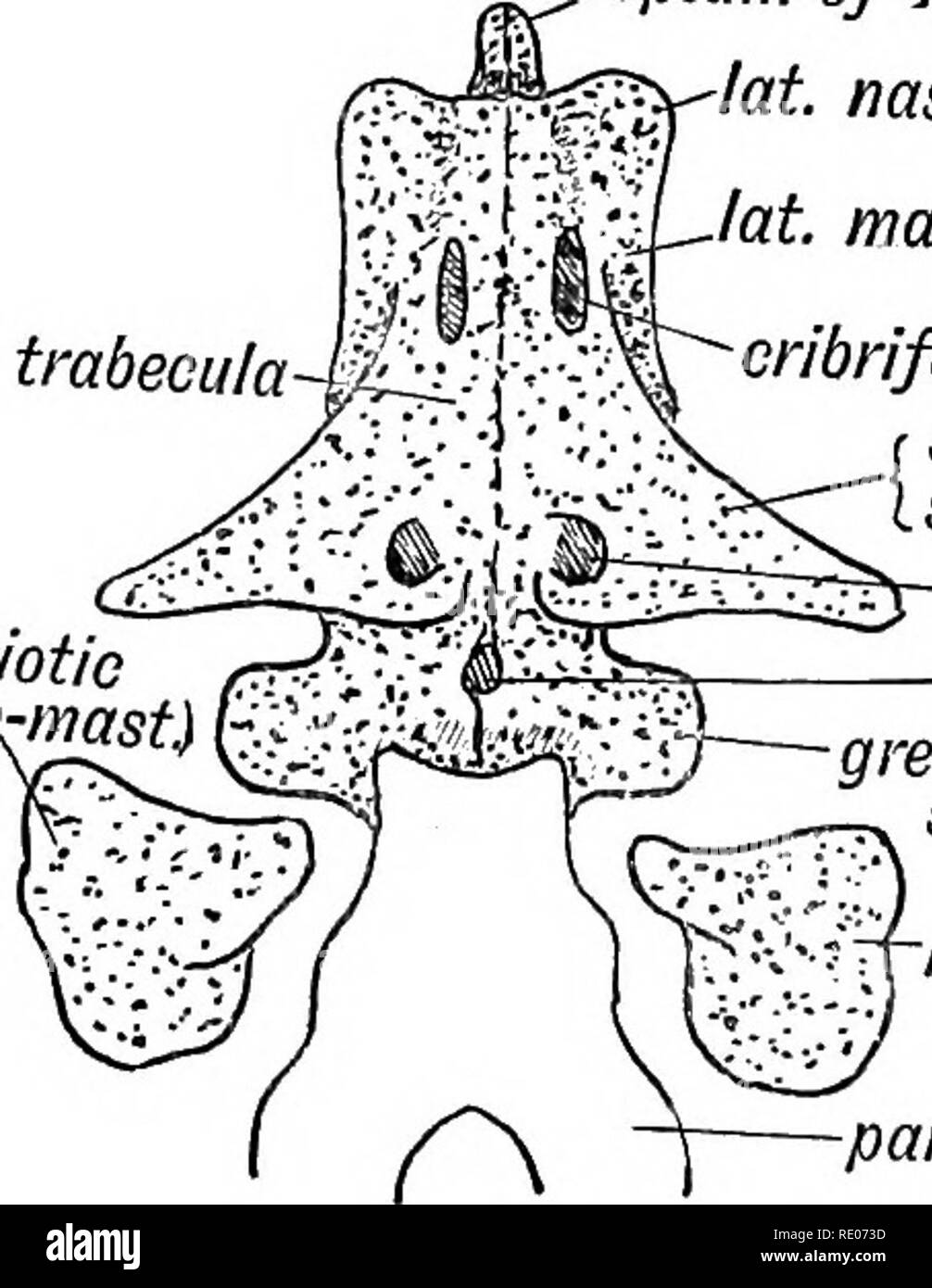 . Human embryology and morphology. Embryology, Human; Morphology. periotio ^â ^Apetro-mast.) parach. cart. notoch. Fin. 135.âDiagram of the Trabeculae Cranii, Parachordal Cartilages, and Periotio Capsules. septum of nose lat. nas. cart. lat. mass, ethmoid cribriform pi. r small wing isphen. optic, for. pituitary trabecula. Periotio (petro-mast) great wing sphen. petro-mast. -parach. cartil. Fig. 136.â Diagram of the structures formed from the Trabeculae Cranii. membranous basis of the embryonic brain capsule in front of the notochord and on each side of the pituitary body. In Fig. 136 is shown Stock Photo