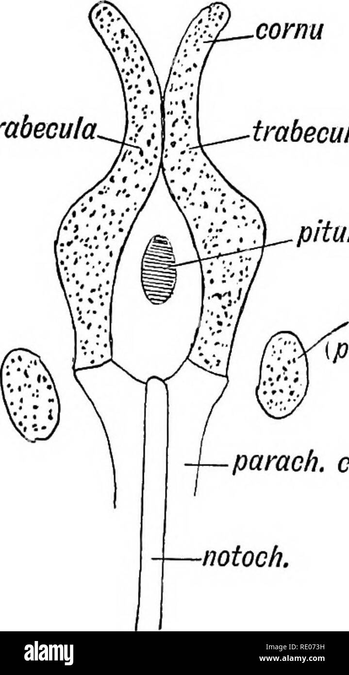 . Human embryology and morphology. Embryology, Human; Morphology. 168 HUMAN EMBRYOLOGY AND MORPHOLOGY. (3) Trabeculae Cranii (Figs. 135 and 136).âThe notochord terminates behind the pituitary body and sella Turicae ; the para- chordal cartilages develop above and at each side of it (Fig. 135). Two bars of cartilageâthe trabeculae craniiâdevelop in the trabecula. cornu trabecula 1  pituitary. periotio ^â ^Apetro-mast.) parach. cart. notoch. Fin. 135.âDiagram of the Trabeculae Cranii, Parachordal Cartilages, and Periotio Capsules. septum of nose lat. nas. cart. lat. mass, ethmoid cribriform pi.  Stock Photo