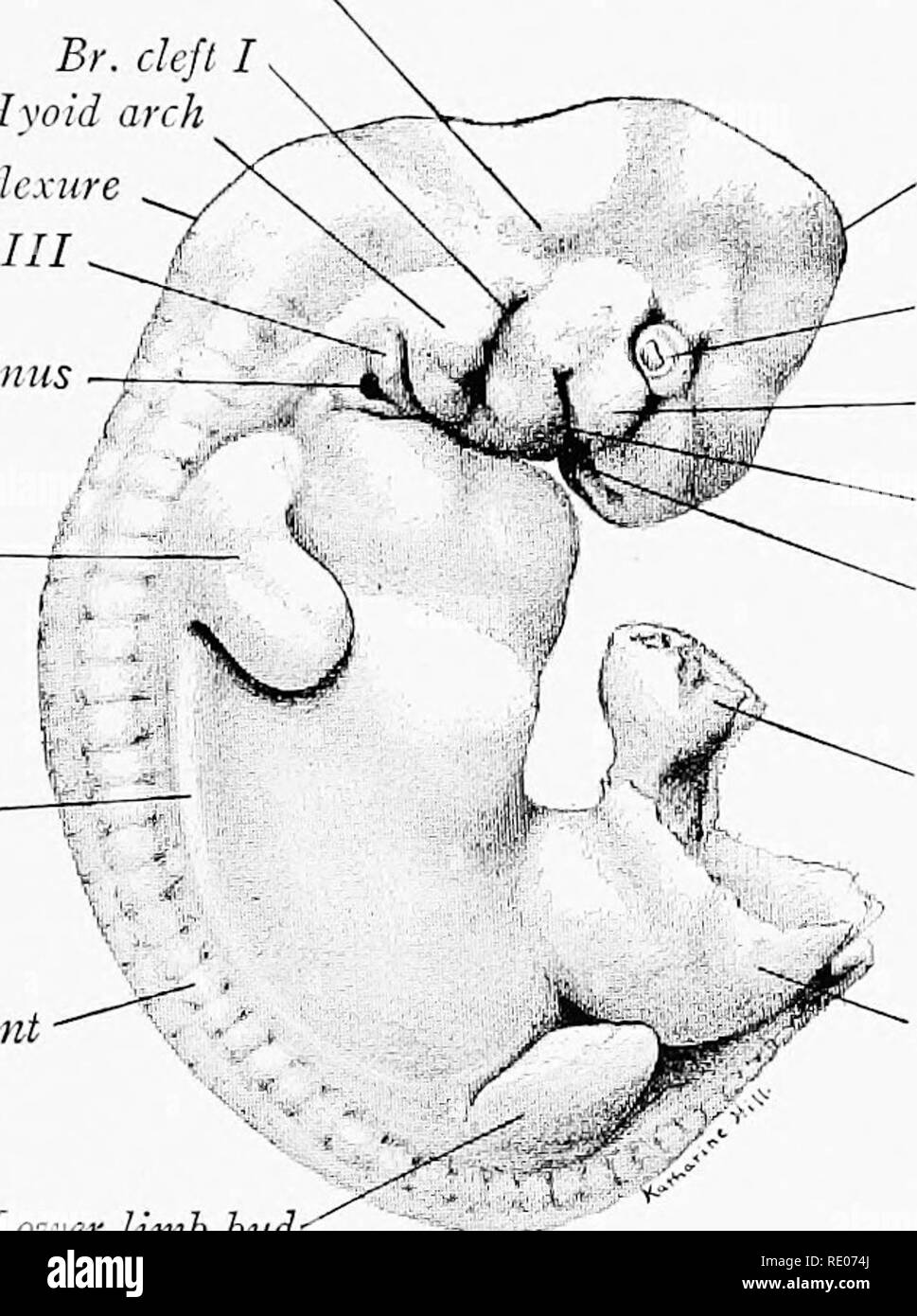 Pig embryos Black and White Stock Photos & Images Alamy