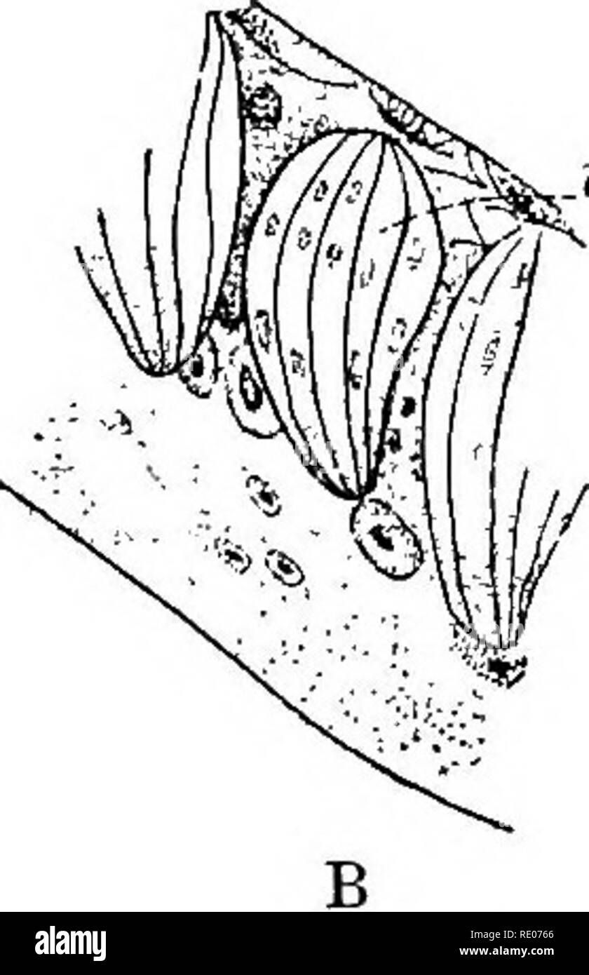 . Outlines of the comparative physiology and morphology of animals. Anatomy, Comparative; Physiology, Comparative. Fig. 126.—A fungiform papilla, showing the taste bulbs (ti) of a rabbit: A1 magnified ; B, highly magnified. (After Tuckerman.) The hypoglossal (Fig. 33,12). This is a motor nerve, and presides over the movements of the tongue. Through these three it becomes a tactile organ, a tasting organ, and a talking organ. The manner in which the nerves terminate in the taste papillae is shown in Fig. 125. The flat fungoid papilla are eminently adapted by shape to retain liquids in contact w Stock Photo