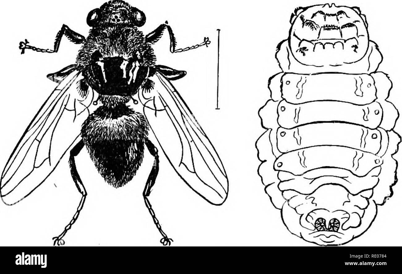 . A text-book of invertebrate morphology. Invertebrates. Pig. 343.—SpAex ichneumonea (from Packard). t,. Fig 244.—Hypoderma iovis (from Packakd). with an abundant supply of nutrition stored up by the parents (Bees, Wasps) or to being fed and cared for by the workers among the Ants, the larvae are maggotlike and almost or entirely destitute of legs. The metamorphosis is complete, the pupa being a pupa libera. 15. Order Diptera. In this order, as the name indicates, but two wings are present (Fig. 244), which are those of the mesothorax, the. Please note that these images are extracted from scan Stock Photo