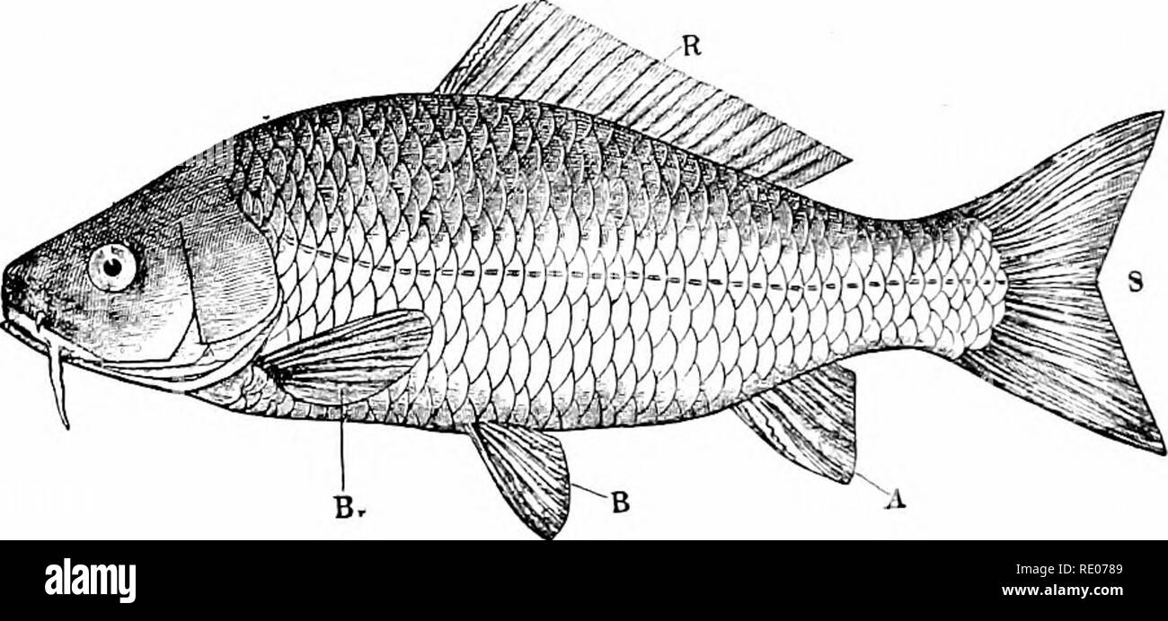 . Outlines of zoology. Zoology. 496 FISHES. Skin. The small scales which cover the body are developed in the dermis, and are without any bone cells. Their free margin is even, a characteristic to which the term cycloid is applied, in contrast to ctenoid, which describes those scales which have a notched or comb-like free margin. Over the scales extends a delicate partially pigmented epidermis. Appendages. The pectoral fins are attached to the shoulder girdle just behind the branchial aperture. The pelvic or ventral fins, attached to what is at most a rudiment of the pelvic girdle, lie below an Stock Photo