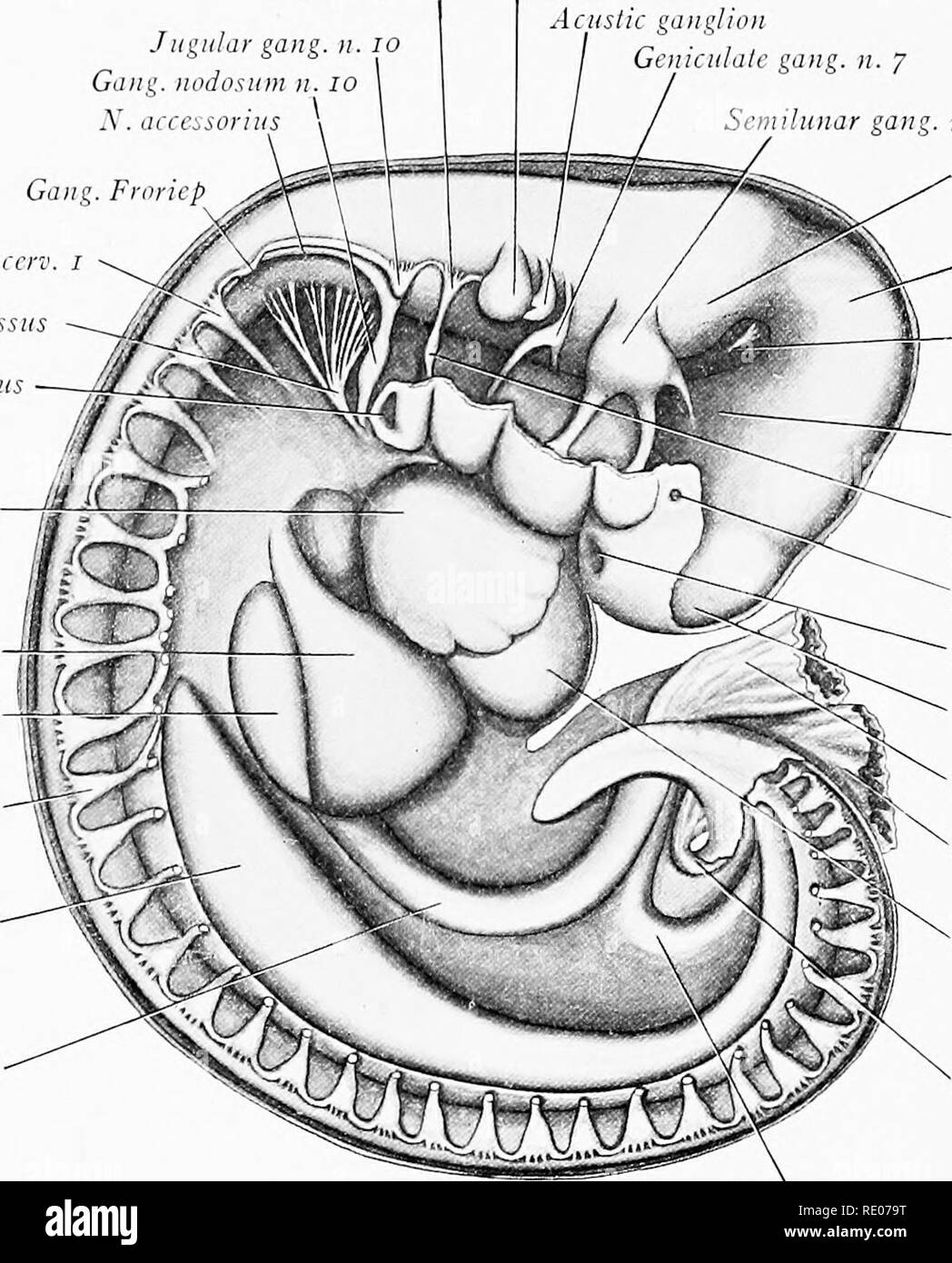 . A laboratory manual and textbook of embryology. Embryology. IOO THE