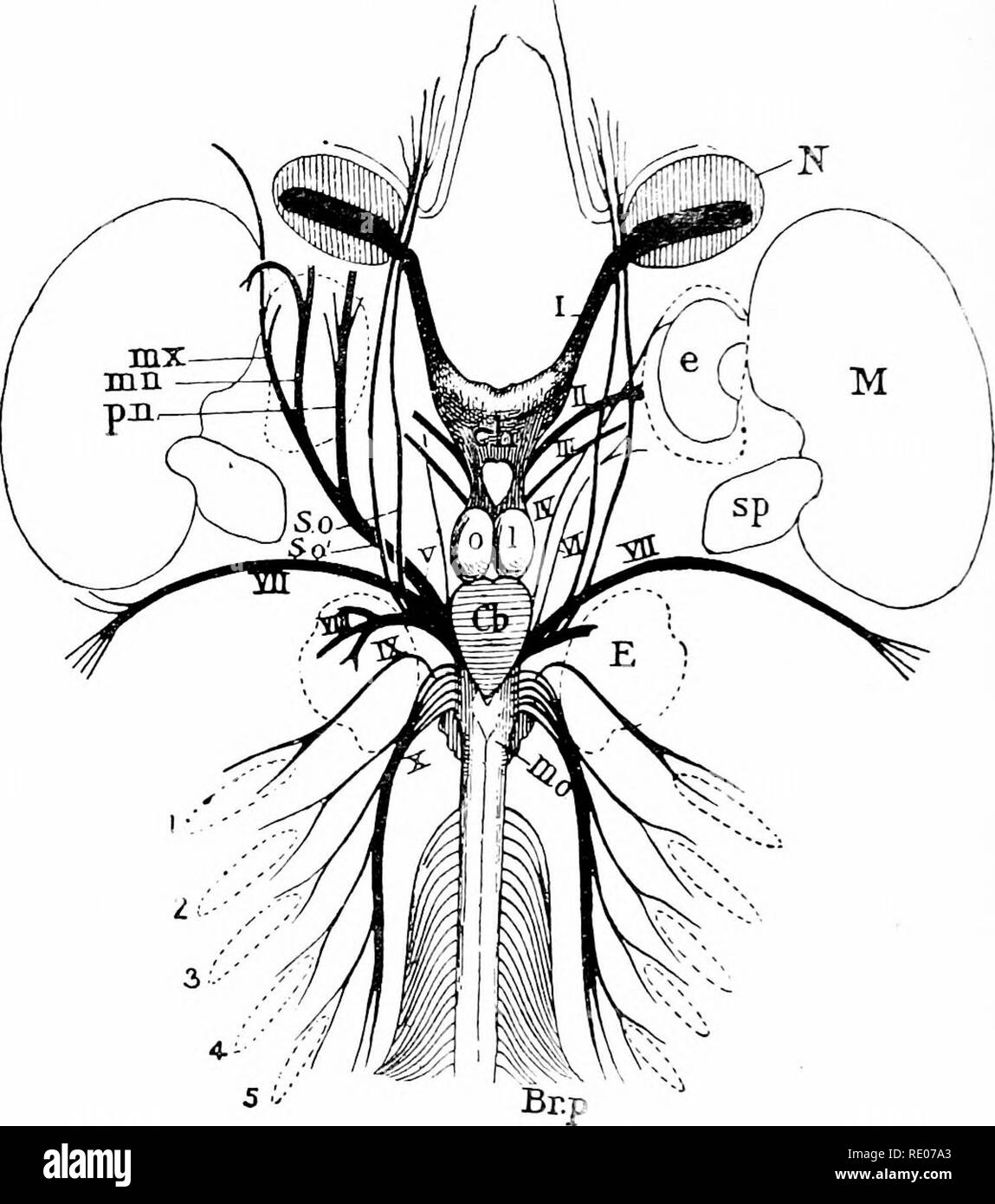 . Outlines of zoology. Zoology. FISHES similar branch of VII. Internal ...