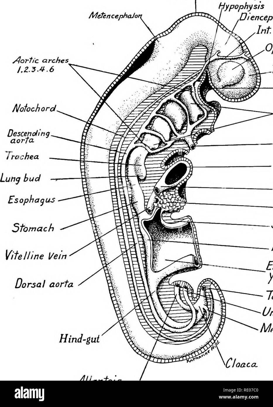 . A laboratory manual and text-book of embryology. Embryology. go THE FETAL MEMBRANES AND EARLY HUMAN EMBRYOS culum of the hypophysis (Rathke's pocket). The fore-gut proper begins with a shallow out-pocketing known as Seessel's pocket. As the pharyngeal mem- brane disappears between these two pockets, it would seem that Seessel's pocket represents the persistence of the blind anterior end of the fore-gut. No other significance has been assigned to it. Mesencephalon tf cephalic flexure Hypophysis MdcncephaJot Aortic arches Z.2.3.4.6 A/otochord. Diencephalon Int. carotid artery Optic vesicle Tro Stock Photo