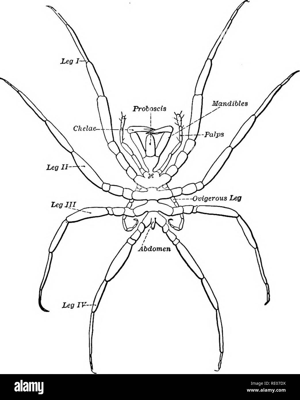 . A text-book of invertebrate morphology. Invertebrates. 464 INVERTEBRATE MORPHOLOGY. lum, being only about a millimetre in breadth, while the purple Fhoxichilidium measures over three millimetres from lip to tip of the legs, and the deep-sea form Oollossendeis has a span of over sixty centimetres. The body proper is compar- atively small, the four pairs of long legs which arise from the thorax being exceedingly conspicuous, a feature which has. Fig. 313.—PhoxicMlidium maxillare (after Mobqan). suggested the term Pantopoda sometimes applied to the group. Anteriorly there is a well-marked probo Stock Photo