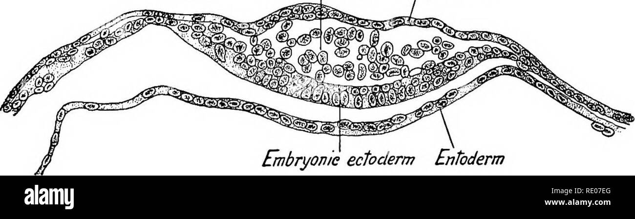 . A laboratory manual and text-book of embryology. Embryology. Inner ...
