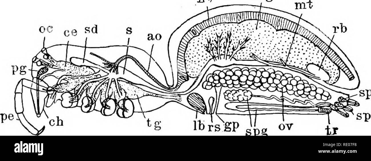 . A text-book of invertebrate morphology. Invertebrates. TYPE ARAOHNIDA. 449 is unsegmented, as is also the abdomen, which is an oval, spherical, or sometimes irregularly-shaped region which narrows suddenly anteriorly so as to be much narrower than the cephalothorax. The chelicerse project somewhat in front of the cephalothorax and each consists of a broad basal joint and a terminal strong claw which may be flexed upon the basal joint, and has opening at its tip the duct of a poison- gland (Fig. 206, pg) which lies in the cephalothorax. The it m. Pre, spg 306.—Diagram of Stkuctueb of a Spider Stock Photo