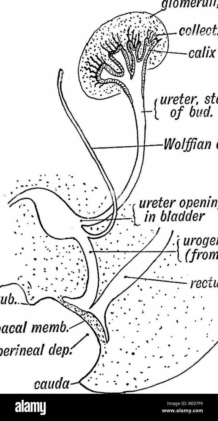 Périnéal Black and White Stock Photos & Images Alamy
