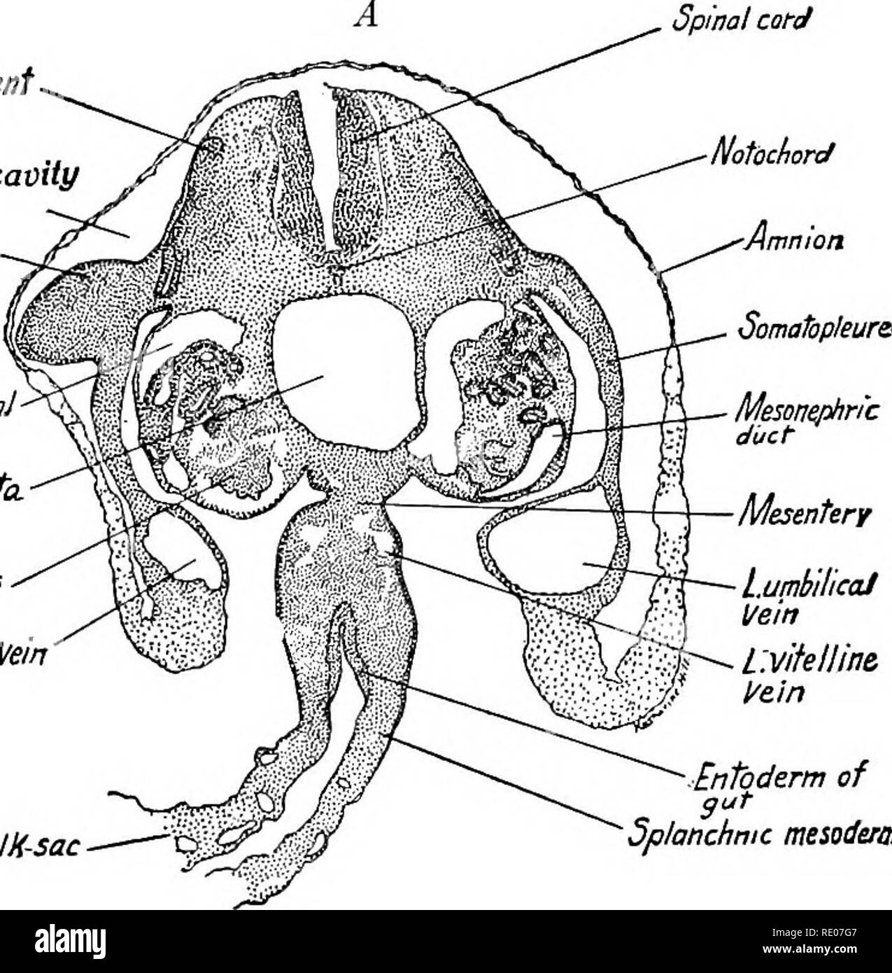 . A laboratory manual and text-book of embryology. Embryology. 78 THE FETAL MEMBRANES AND EARLY HUMAN EMBRYOS chorionic cells (Fig. 69). When the allantoic circulation is established, waste prod- ucts given off from the blood of the embryo must pass through the epithelia of Spinal cord Mes.se/me/it Amniotic cavity Upper limb bud fbstcmdinoJ vein 'Dorsal aorta. Glomerulus Rumb'ilical Vein WallofYolK-sac. LumbilicaJ Vein L'.vitellim fein â Entoderm of gut Splanchnic mesoderm. Entoderm of primitive gut 3 .Amnio Ectoderm Hind-gut. Please note that these images are extracted from scanned page image Stock Photo