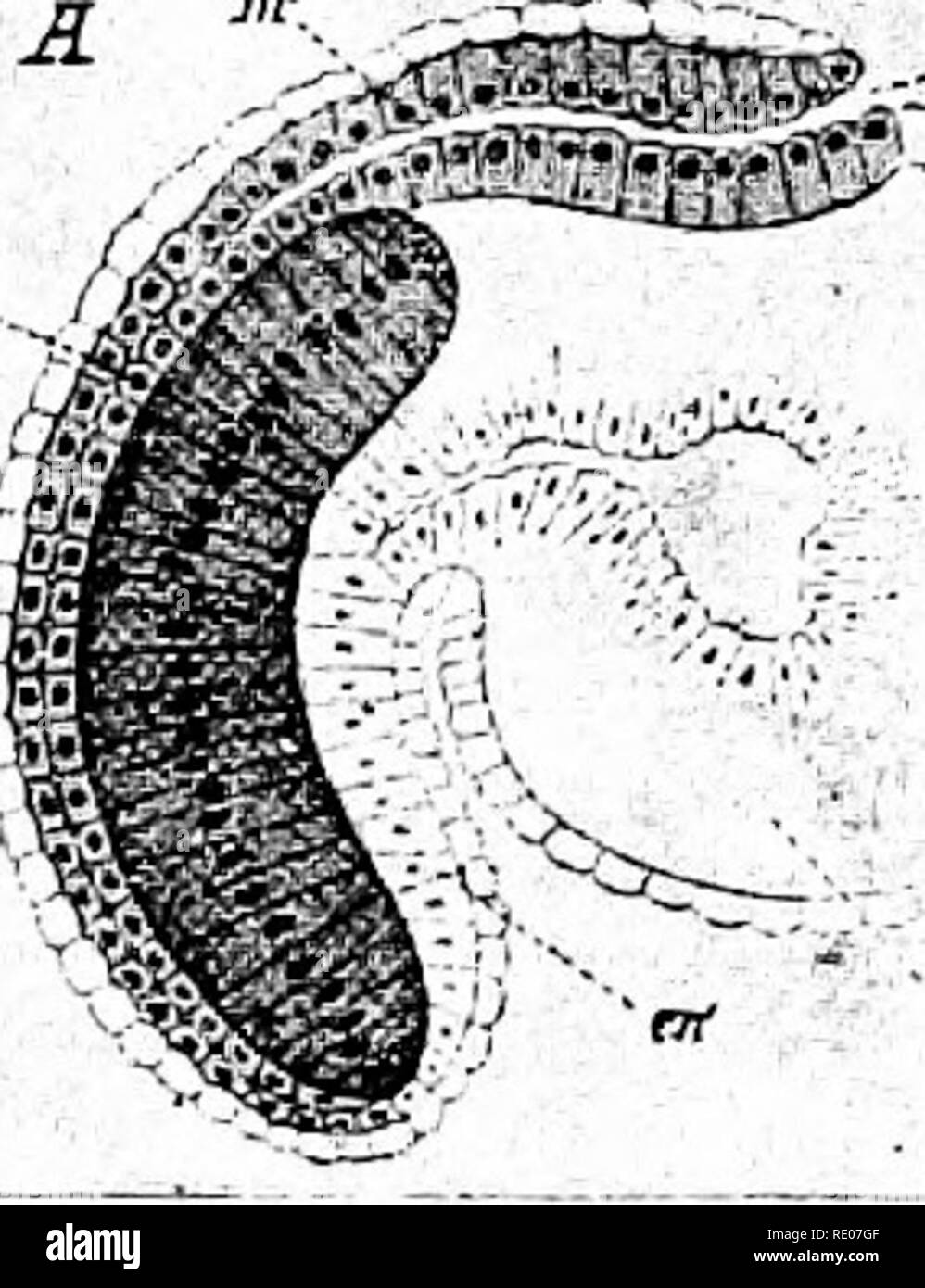 . Outlines of zoology. Zoology. REPRODUCTIVE SYSTEM. 407 activity may