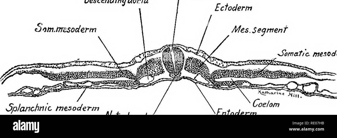 . A laboratory manual and text-book of embryology. Embryology. Splanchnopleure Aorta % Vitelline artery Fig. 63.—Transverse section of a fifty-hour chick embryo at the level of the origin of the vitelline arteries. X So. Descending aorta Sim.tmsoderm Spinal cord Ectoderm. Mes.Segment Somatic mesoderm Splanchnic- mesoderm Coelom Entoderm Notochord Fig. 64.—Transverse section of a fifty-hour chick embryo through the last pair of mesodermal segments. X50. the aortas smaller, and a few sections caudad they disappear. Laterally the somatopleure and splanchnopleure are straight and separated by the  Stock Photo