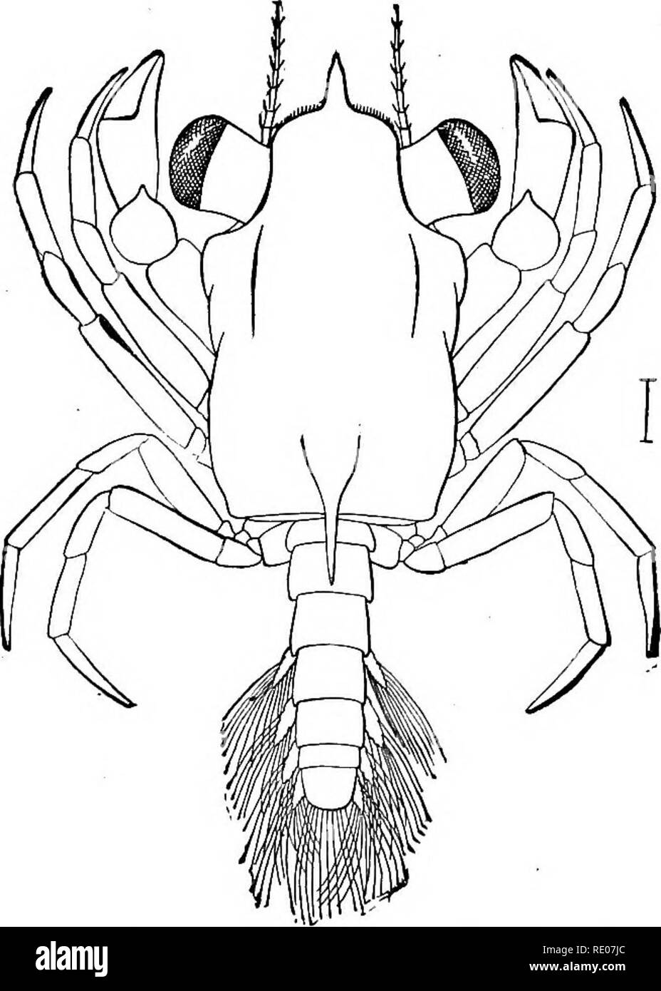 . A text-book of invertebrate morphology. Invertebrates. TYPE 0BTJ8TA0EA. 421 or rather to one in whicL. the pereiopods are indicated but not fully developed, the term Metazoea is applied. Further- more in certain Macrura, such as Scyllarus and Palinurus, the Mysis stage is represented by peculiarly-shaped transparent larvae which have been termed Phyllosoma, or glass-crabs. The carapace is divided into two portions, of which the an- terior or larger covers in the head region and the posterior the thorax, the body being throughout flat and the ab- domen very small. The pereiopods, of which in  Stock Photo