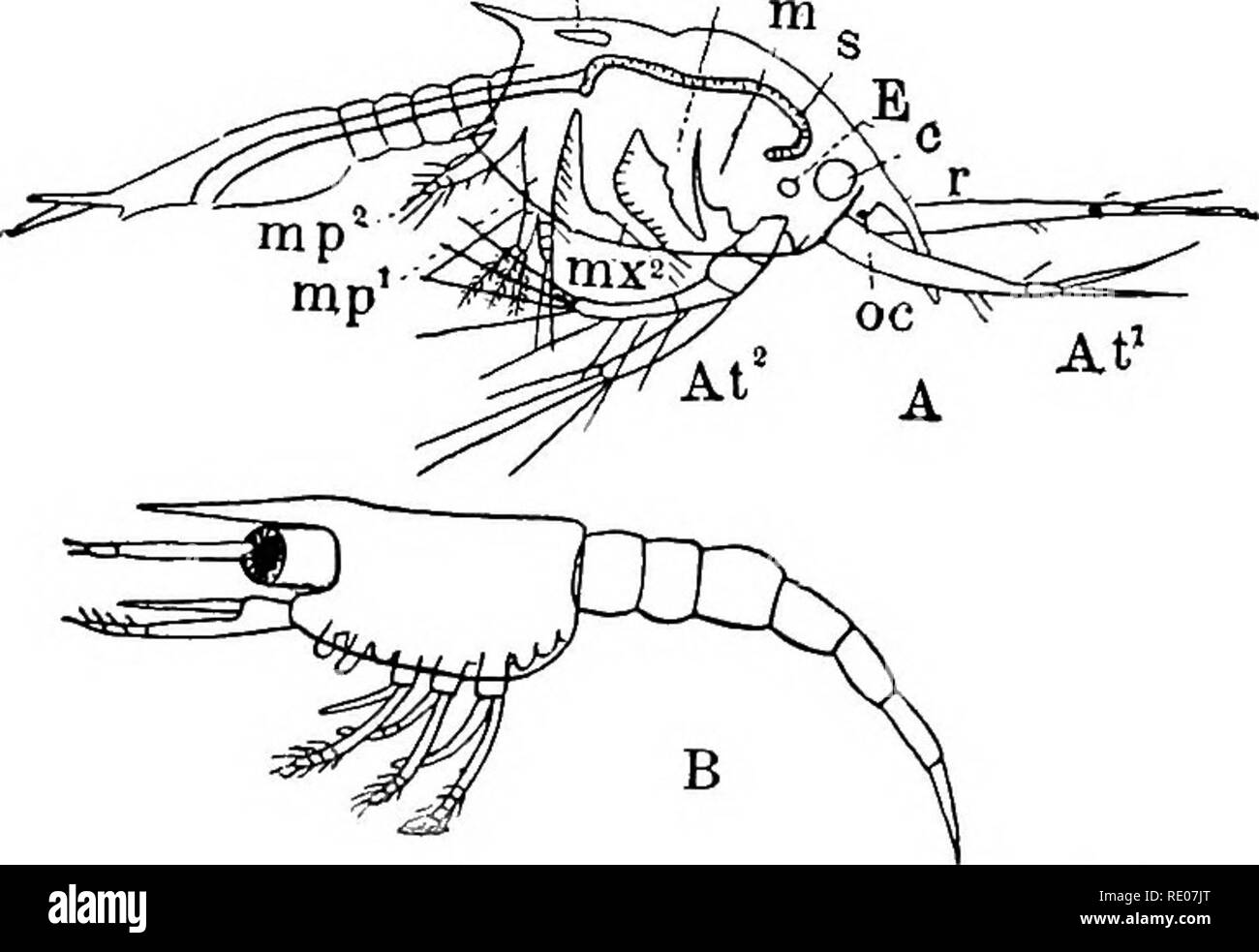 . A text-book of invertebrate morphology. Invertebrates. TyPE VBV8TACEA. 419 all the members of the class, and it is only in the Cirrhipedia that a second definite larval form can be distinguished, the Cypris-larva, to which attention has already been called (p. 399). In the Malacostraca the occurrence of a free-swimmiug Nauplius is the exception rather than the rule, and indeed larval forms are practically wanting in some groups, such as the Leptostraca and Arthrostraca, and in certain species or families of other groups (e.g. Mysida, Cambarus). In the genus Penceus among the Decapods, and in Stock Photo