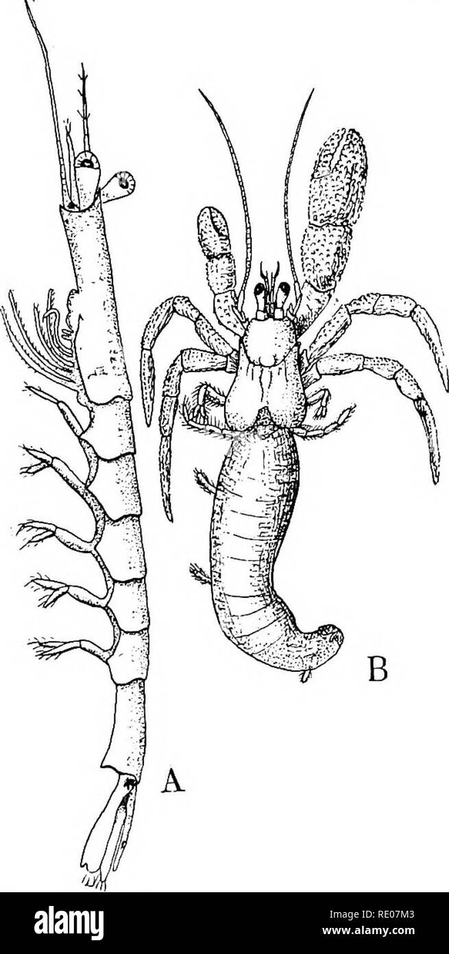 . A text-book of invertebrate morphology. Invertebrates. TYPE CRUSTACEA. 411 the ventral surface. Arteries pass off from both ends of the heart. Otocysts are always developed in the basal joints of the antennules. 1. Suborder Macrura. In the Macrura the abdomen is well developed and usu- ally as long as the cephalothorax, and is provided with its full complement of appendages, the sixth pair forming with the telson a tail-fin. Exceptions to these â arrangements oc- cur ; in the Hermit-crabs, Eupagurus, which inhabit the empty shells of Gasteropod Mol- lusks, the abdomen is gener- ally soft and Stock Photo