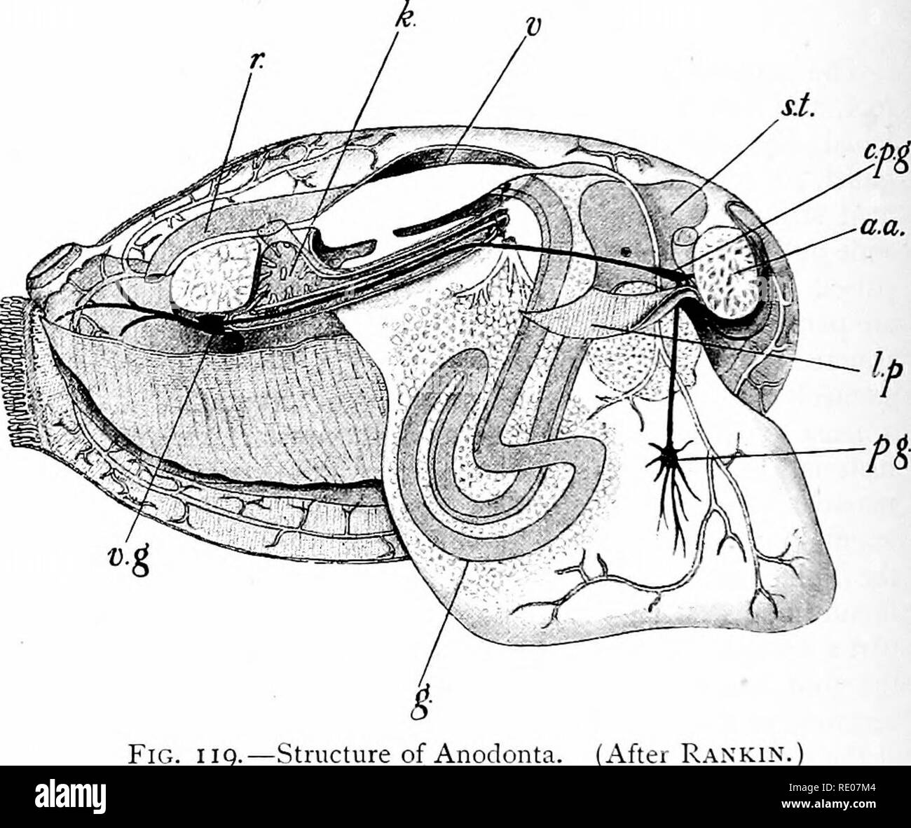 . Outlines of zoology. Zoology. 368 MOLLUSC A. and a posterior artery, flows into ill-defined channels, is collected in a &quot;vena cava&quot; beneath the floor of the peri- cardium, passes thence through the kidneys, where it loses nitrogenous waste, to the gills, where it loses carbonic acid and gains oxygen, and returns finally by the auricles to the ventricle. The blood from the mantle, however, returns directly to the auricles without passing through kidneys or gills, but probably freed from its waste none the less. The so-called &quot;organ of Keber&quot; consists of &quot;pericardial g Stock Photo