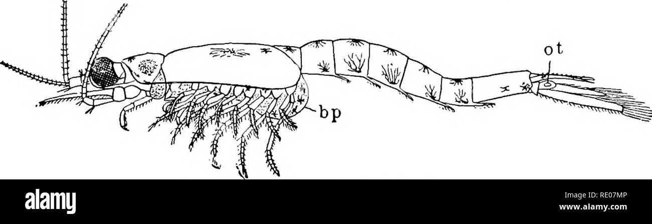 . A text-book of invertebrate morphology. Invertebrates. TTPB CRUSTAOEA. 407 Brancliise are present in Mysis only in the form of small epipodial elevations of the thoracic appendages, and in Siridla as coiled tubular structures on the protopodites of the abdom- inal appendages of the males. In Euphausia, however, they form large ramified bunches attached to the protopodites of the thoracic limbs and are present even on the rudiments of the seventh and eighth pairs; they are not, however, enclosed. Fig. 1S4, —Mysu relicta (after Saks). bp = brood-pouch. ot = otocyst. within a chamber formed by  Stock Photo