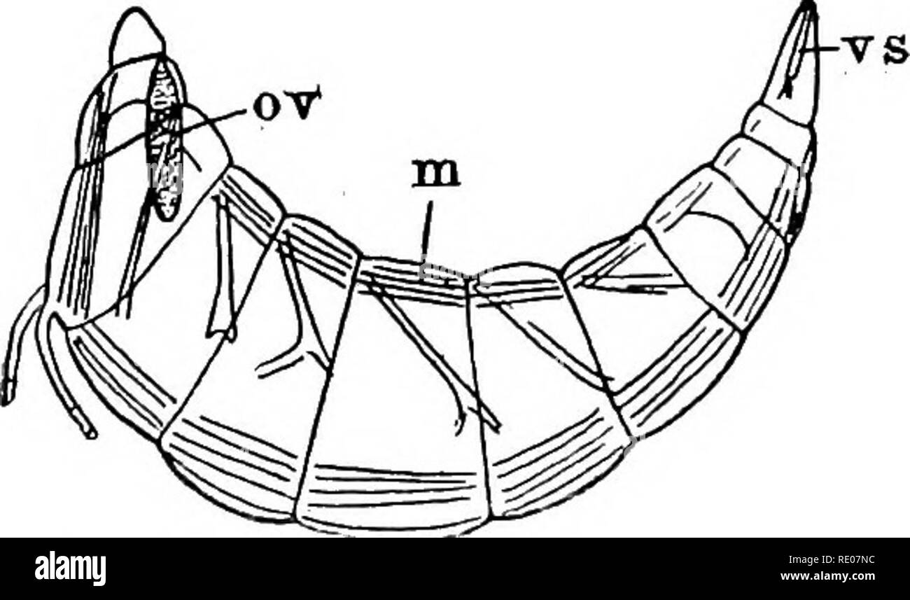 Hermaphroditism High Resolution Stock Photography and Images Alamy