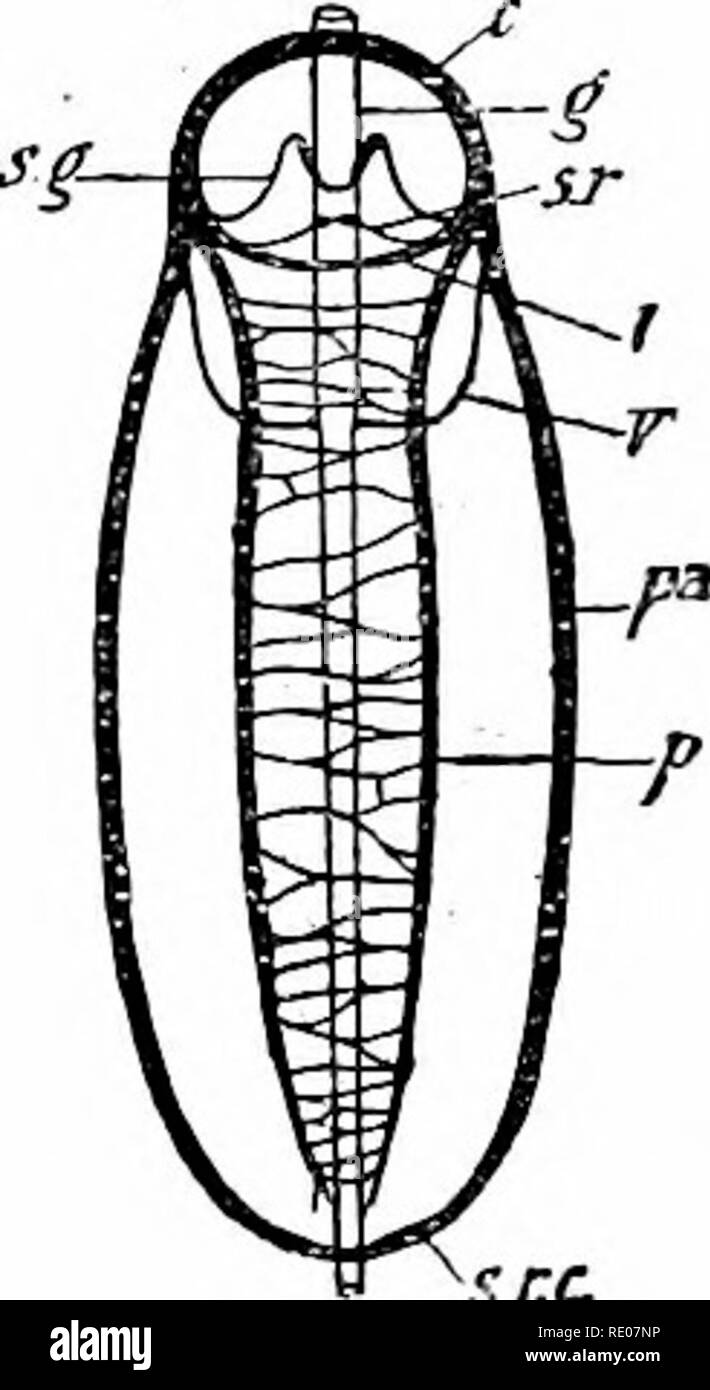Cerebral mantle hires stock photography and images Alamy