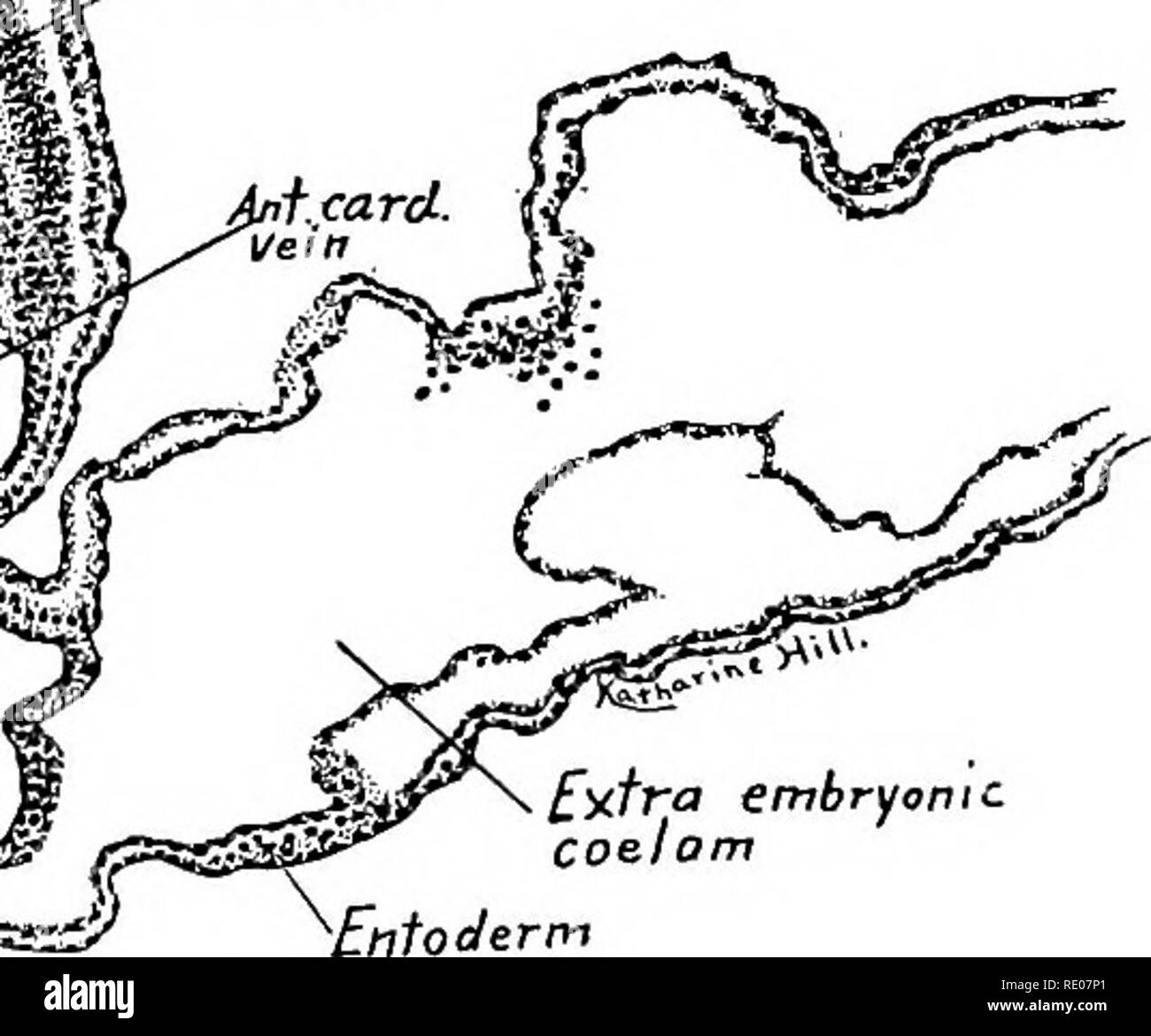 . A laboratory manual and text-book of embryology. Embryology. Right ...