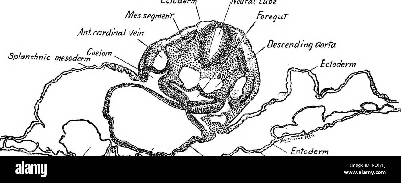 . A laboratory manual and text-book of embryology. Embryology. CHICK EMBRYO OF EIGHTEEN PRIMITIVE SEGMENTS 59 Transverse Section through the Caudal End of the Heart (Fig. 44.)—The section passes through the hind-brain. The descending aortas are separated only by a thin septum which is ruptured in this section. The mesothelial wall of the heart is continuous with the somatic mesoderm. On the right side of the section there is apparent fusion between the myocardium of the heart and the somatic mesoderm. Lateral to the aorta; are the anterior cardinal Ectoder. Mes. segment Ant. cardinal Vein Neur Stock Photo