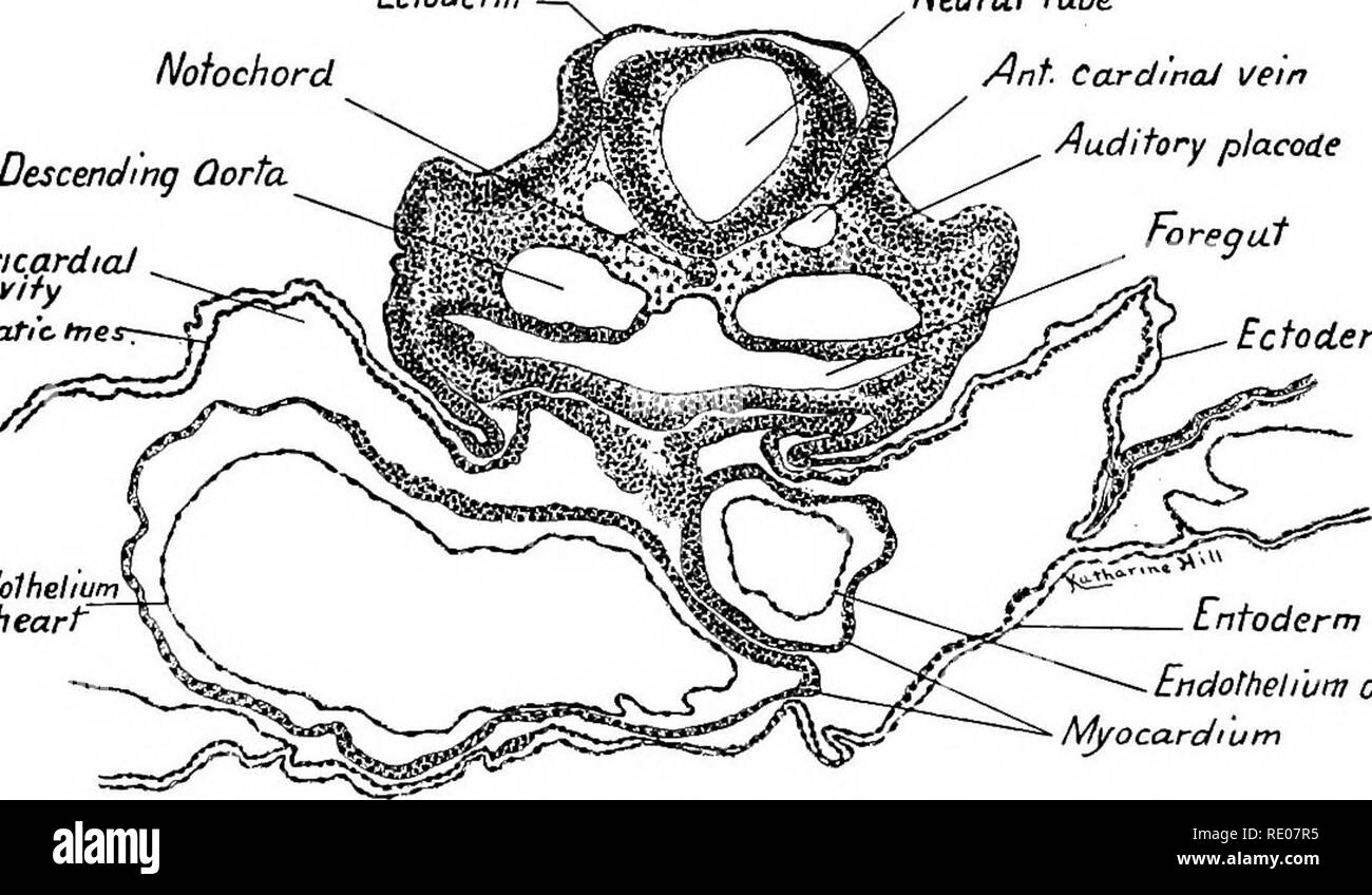 . A laboratory manual and text-book of embryology. Embryology. Ectode Notochord Descending Qorta Pericardial cavity Somatic trie Neural tube Ant Cardinal Vein Auditory placode Forec/ut Ectoderm. Endolheliurn of heart  Entoderm Endothelium of ventral aorta Myocardium Fig. 43.—Transverse section through the hind-brain and auditory placodes of a thirty-six-hour chick embryo. X 75- presence of the ventral aorta and bulbar portion of the heart. The descending aortas are located on each side dorsal to the pharynx. The ventral aorta is suspended dorsally by the mesoderm, which here forms the dorsal Stock Photo