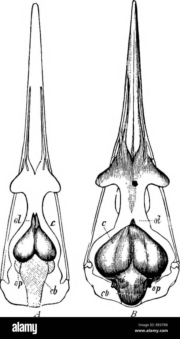 morphology of living things