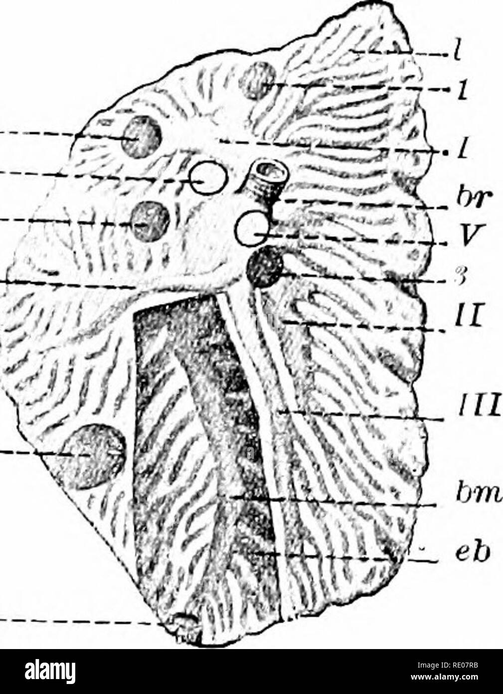 A manual of zoology. Zoology. IV. VERTEBRATA: AVES. G09 IV united to the  ribs. On entrance to tlie lung the bi'onchus (fig. 639, br) loses its  Ciirtilage supports and enlarges into