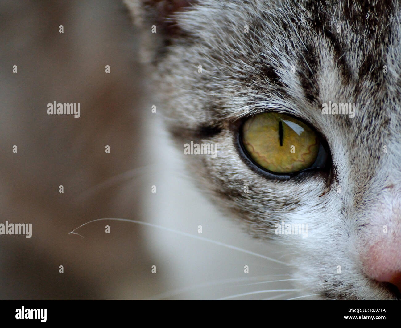 Domestic cat e looking at camera, Felis catus Stock Photo