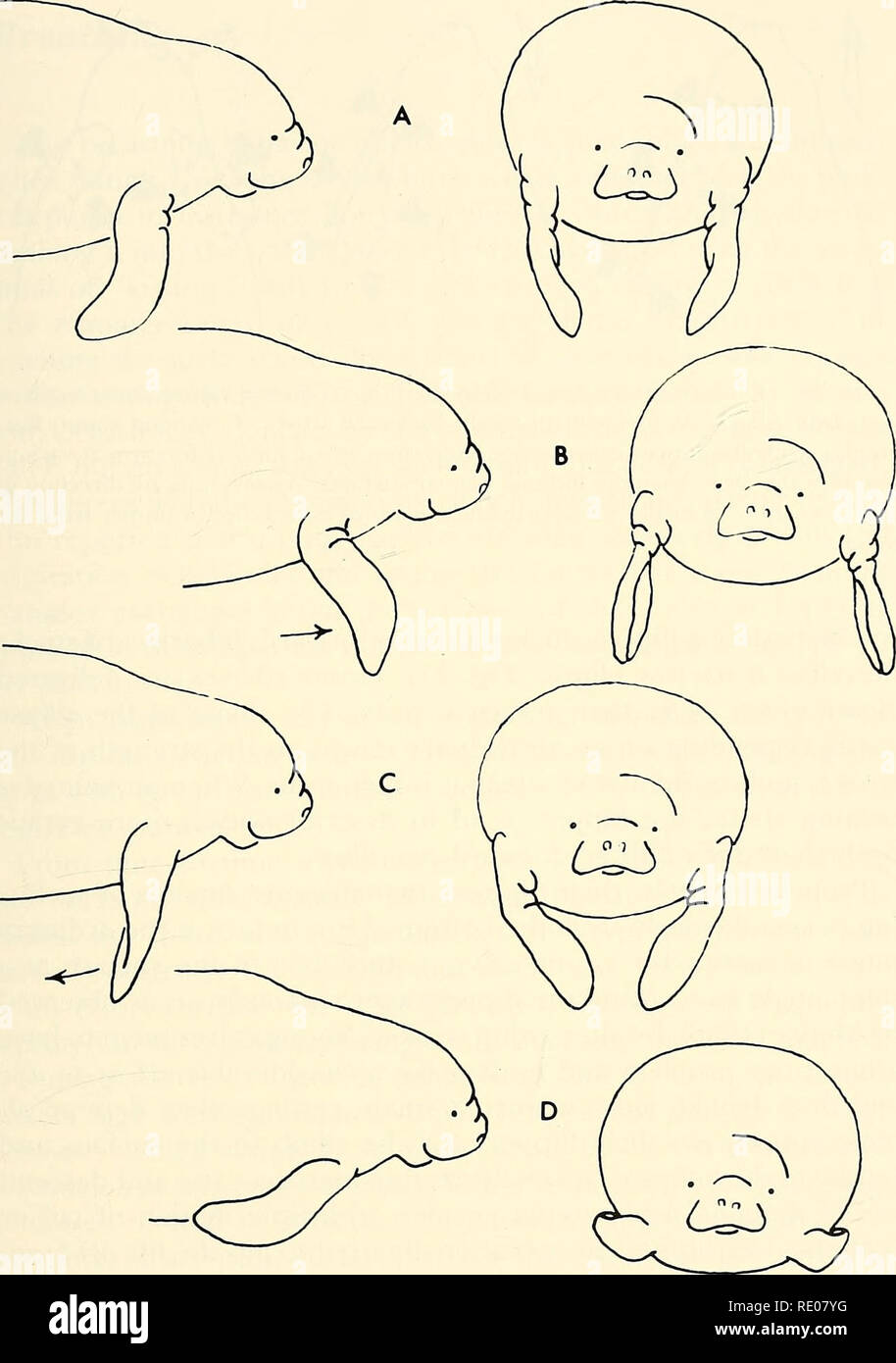 . Ecology and behavior of the Manatee (Trichechus manatus) in Florida. Manatees; Mammals. Hart man—Manatee in Florida 71. Fig. 20. Lateral and frontal views of flipper positions during suspended resting (A) and during a typical forestroke (B, C, D). Arrows indicate direction of move- ment. Drawings are from an 8-mm film sequence.. Please note that these images are extracted from scanned page images that may have been digitally enhanced for readability - coloration and appearance of these illustrations may not perfectly resemble the original work.. Hartman, Daniel Stanwood, 1941-. [Pittsburgh,  Stock Photo