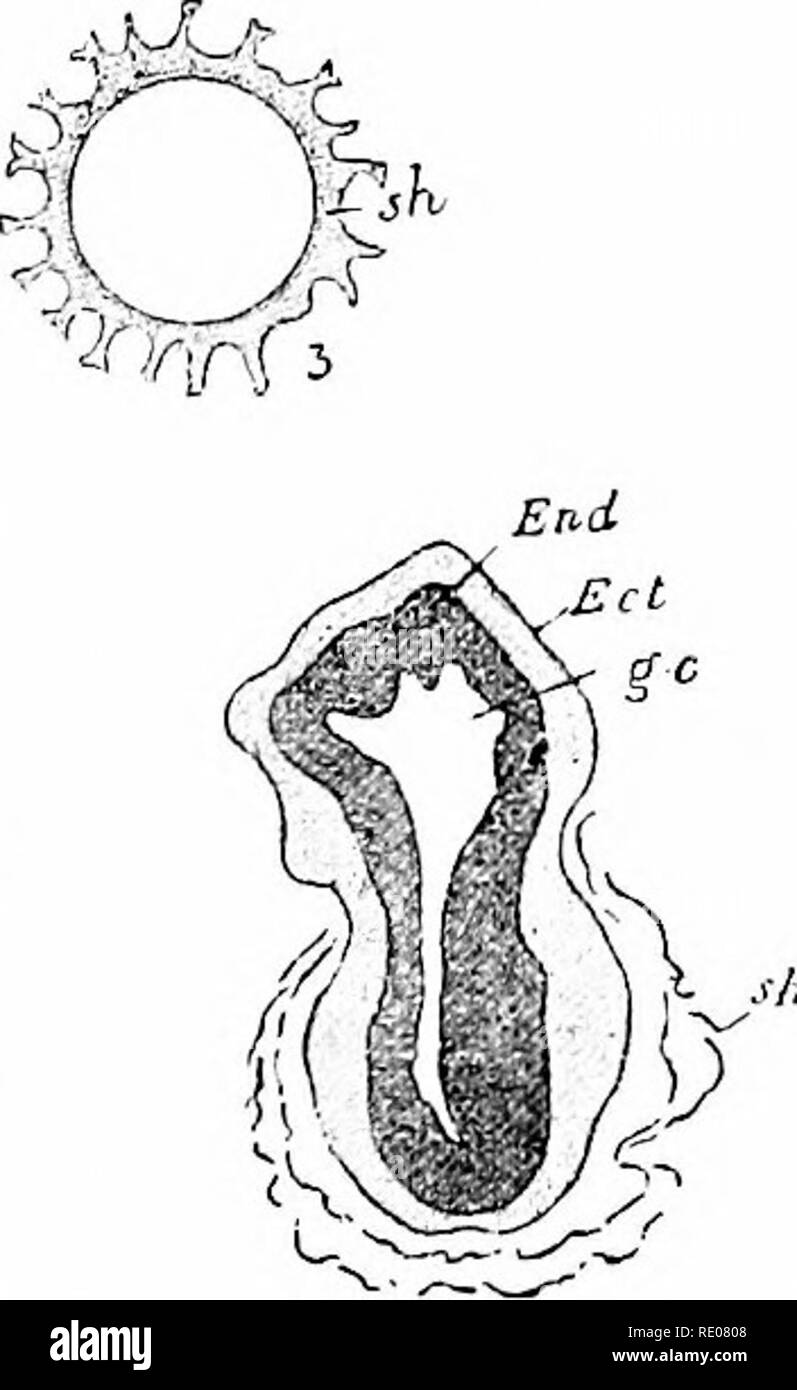 . Outlines of zoology. Zoology. •. / V'&quot;'j i-' &quot;&quot;^. Fig. 41.—Development of Hydra. (After Brauer.) I. sp., spermatozoa. 2. Amccljoid ovum ; g.i}.^ germinal vesicle or nucleus ; y.s.^ yolk spherules. 3. Ovuin with lobed envelope {sh) around it. 4. Ovum protruding; «., the nucleus ; tr/., the ruptured ectoderm ; cnd.^ the endoderm. 5. Section of blastosphere—£c/., ectoderm; End., endoderm— being formed. 6. Section of larva. Ect., ectoderm ; End., endoderm ; g.c, gut- cavity ; sh., ruptured envelopes. slowly. Interstitial cells arise in tlie ccloderra ; a middle lamella is formed  Stock Photo