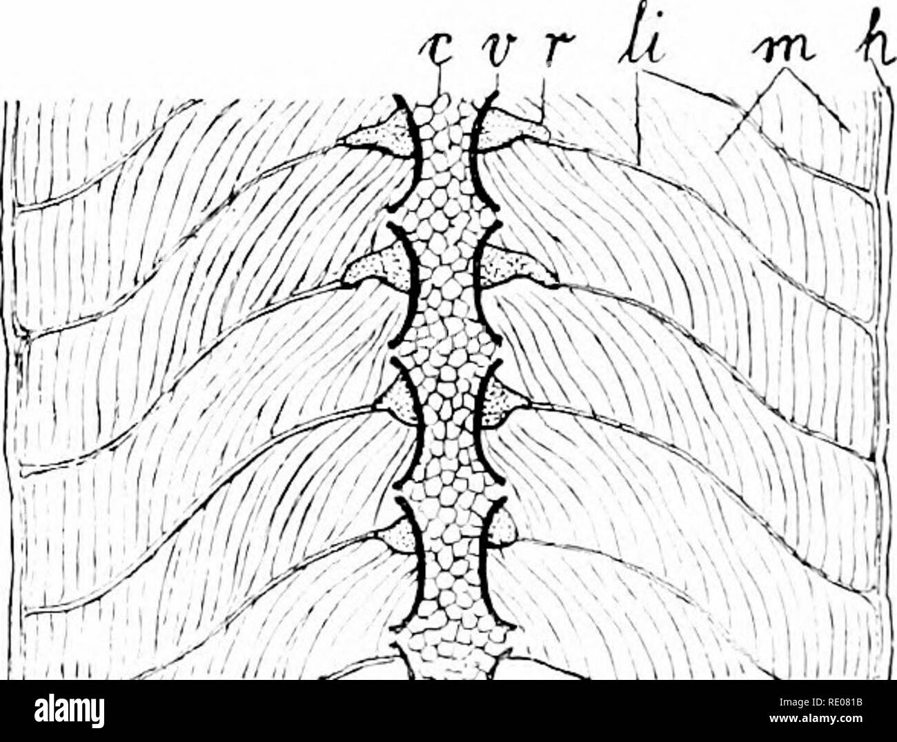 26 Radius And Ulna Diagram Wiring Diagram List