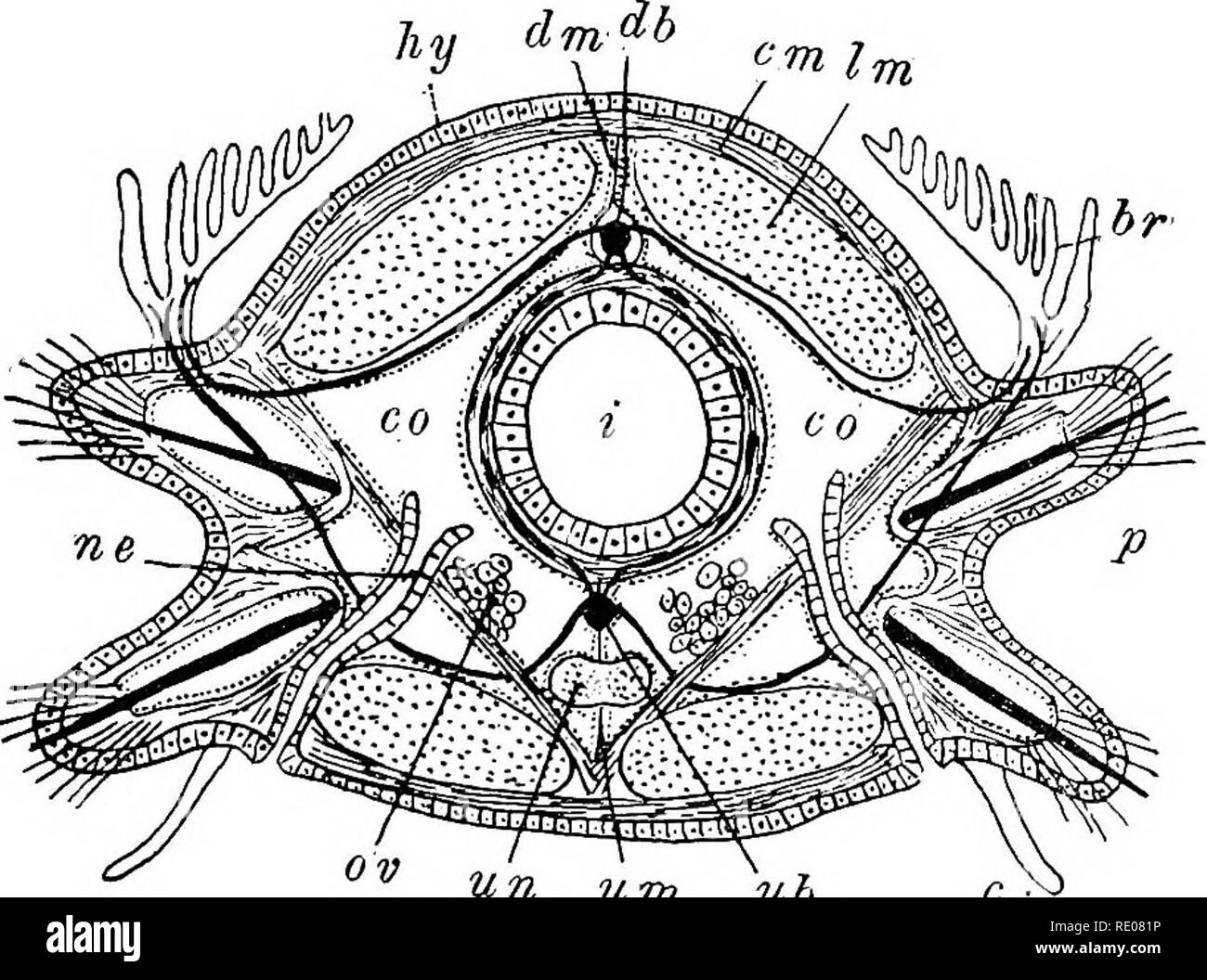 . A text-book of invertebrate morphology. Invertebrates. T7PB ANNELIDA ...