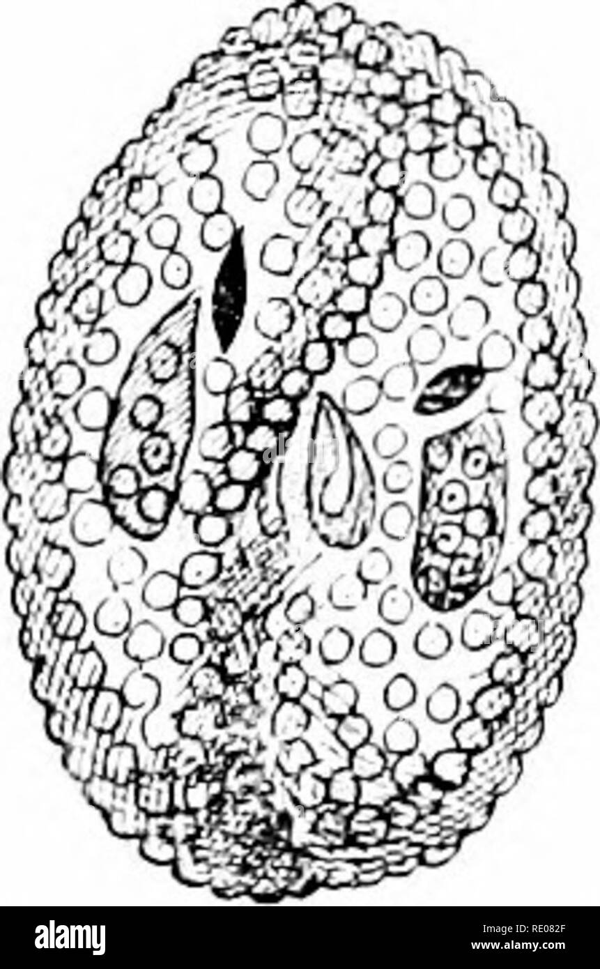 Transverse threads hi-res stock photography and images - Alamy