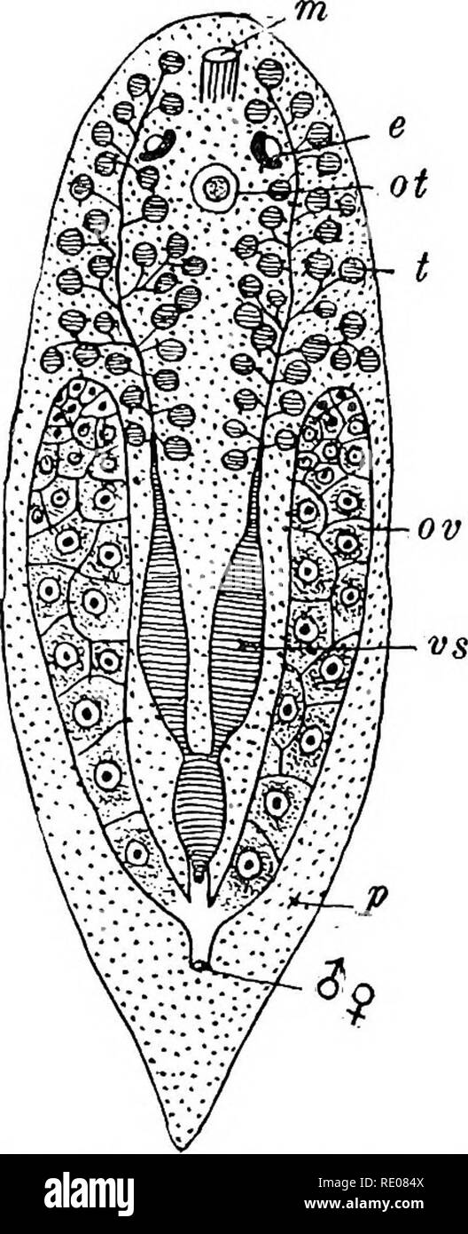 . A text-book of invertebrate morphology. Invertebrates. TYPE PLATYHELMINTHES. 133 anterior margin of the body, which is supposed to be tactile in function. No excretory apparatus has as yet been described for the Acoela, but a reproductive system with some interesting peculiarities occurs. The male apparatus consists of numerous spherical testes (t) whose ducts unite to two vasa deferentia, dilating below to form the seminal vesicles {vs) and uniting in the mus- cular intromittent organ. The female organ is, however, relatively simple, consisting of two club-shaped ovaries {ov) whose short ov Stock Photo