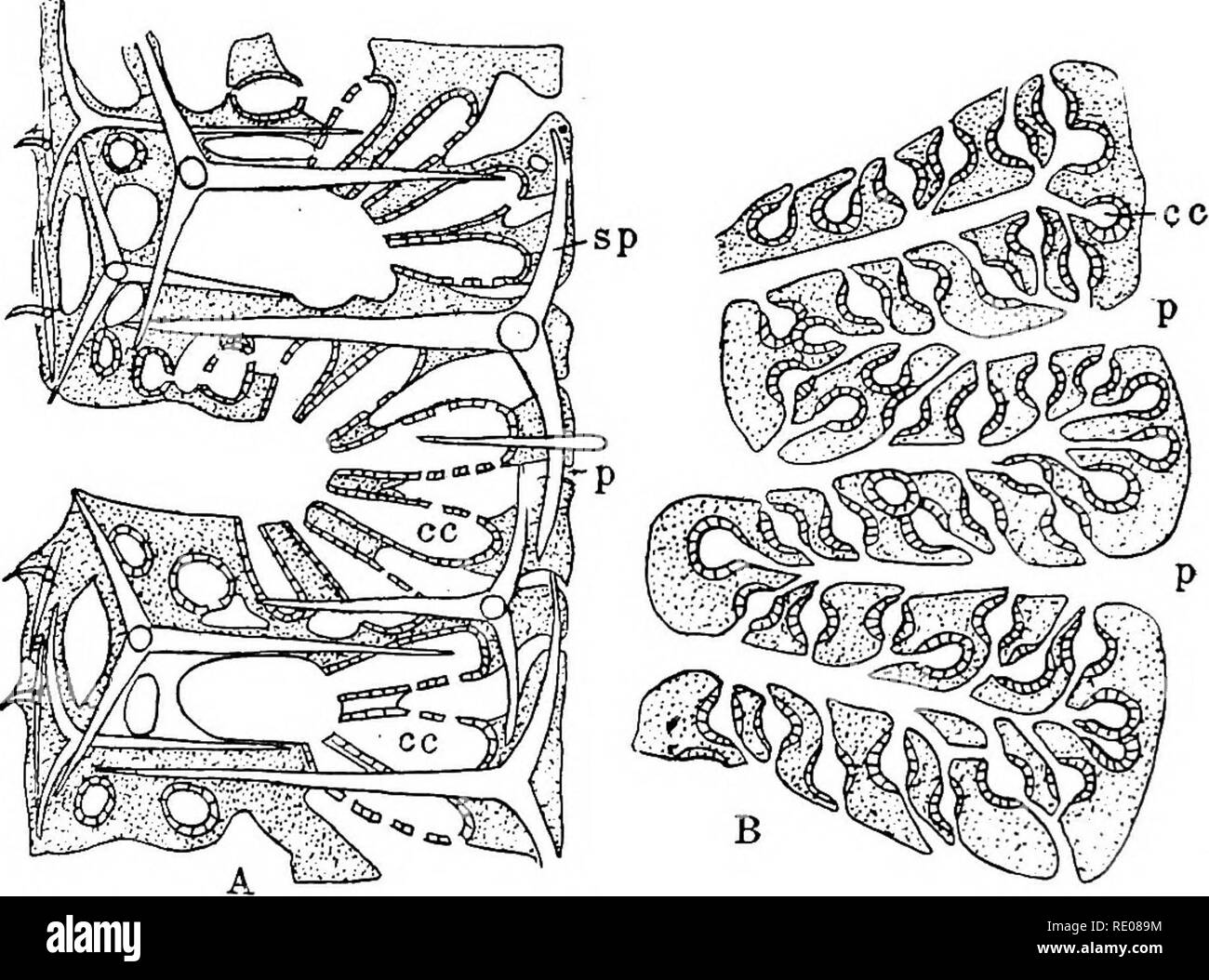 . A text-book of invertebrate morphology. Invertebrates. 72 INVEBTEBBATB MORPHOLOGY. have been indicated in the preceding description of the canal systems ; the mesoglcea requires, however, further notice. It consists of a gelatinous matrix which, however, contains large numbers of cells presenting a considerable amount of dif- ferentiation. Some are amoeboid in form, others contain pig- ment, others again are elongated and spindle-shaped, forming the contractile cells, others form the reproductive elements, ova and spermatozoa, while others again are skeletogenous in function, well-developed  Stock Photo