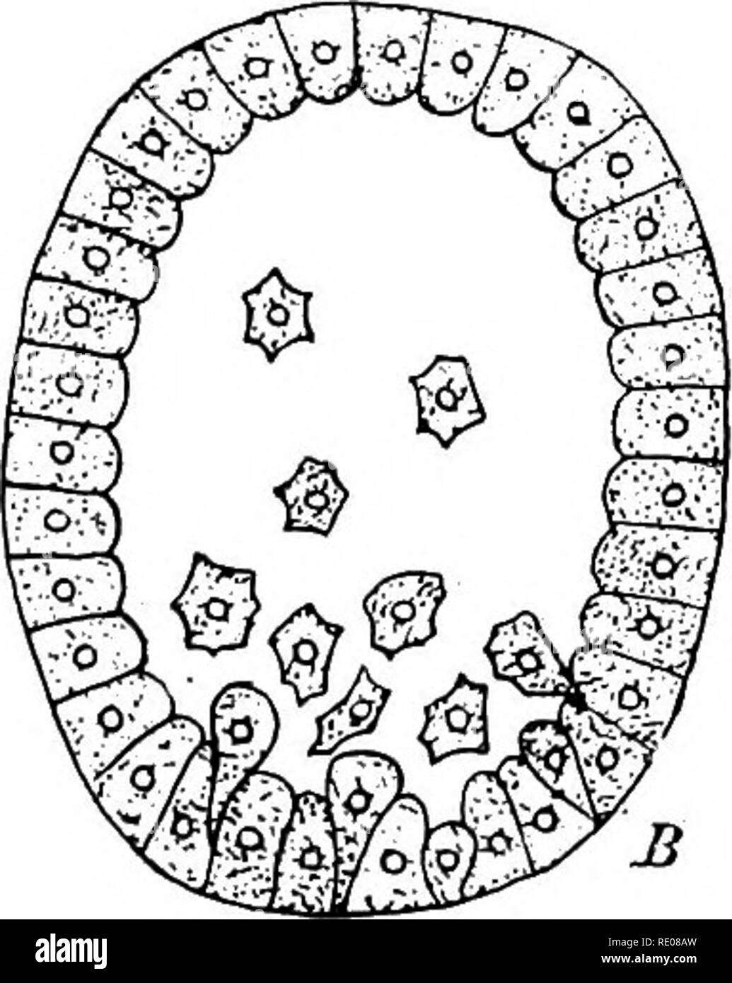 . A textbook of invertebrate morphology. Invertebrates. Pig. 36