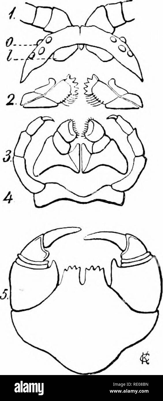 . A manual of zoology. Zoology. Fio. 481.—Diagram of transverse section ...